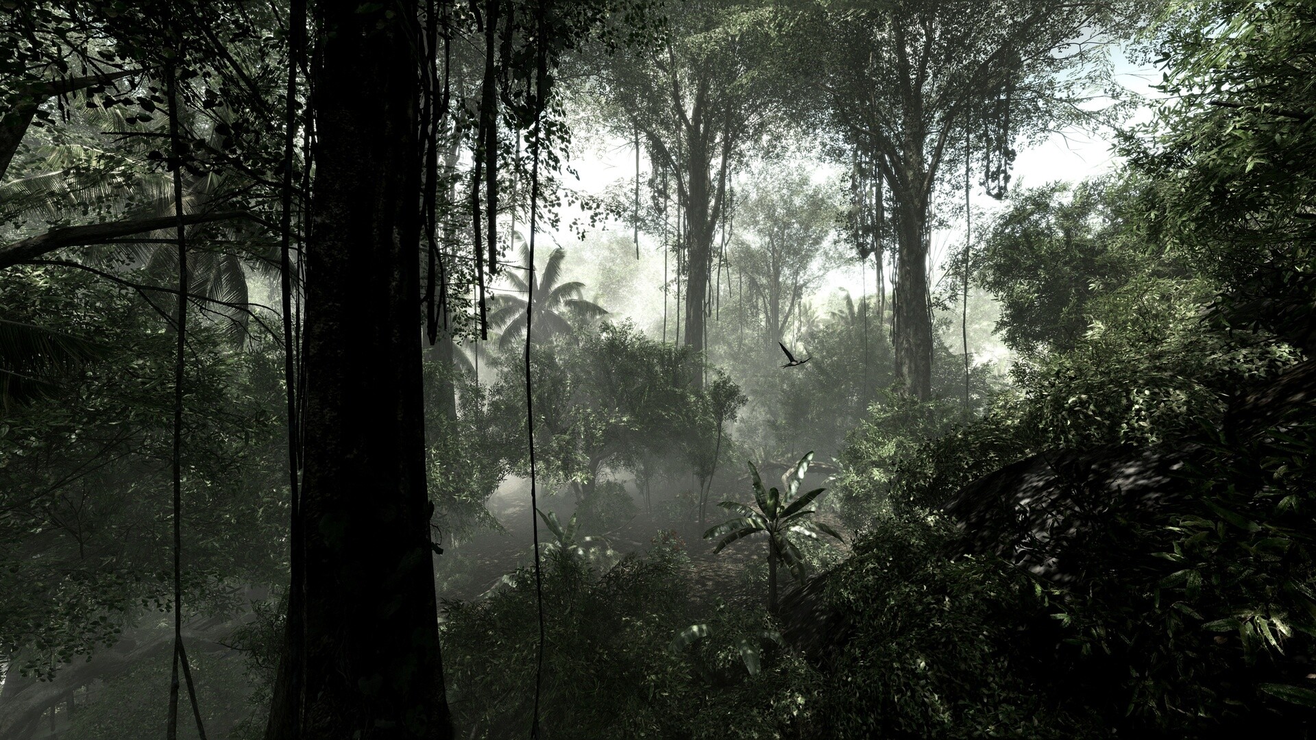 Rainforest darkness, 4K HD desktop wallpapers, Mystical beauty, Enchanting rainforests, 1920x1080 Full HD Desktop