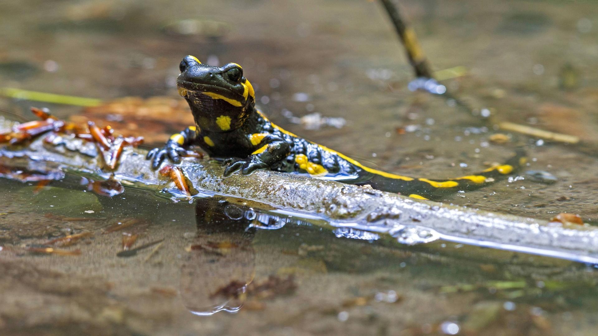 Globalized amphibian decline, Chronicle of a predicted death, Nature's warning signs, Wildlife conservation urgency, 1920x1080 Full HD Desktop