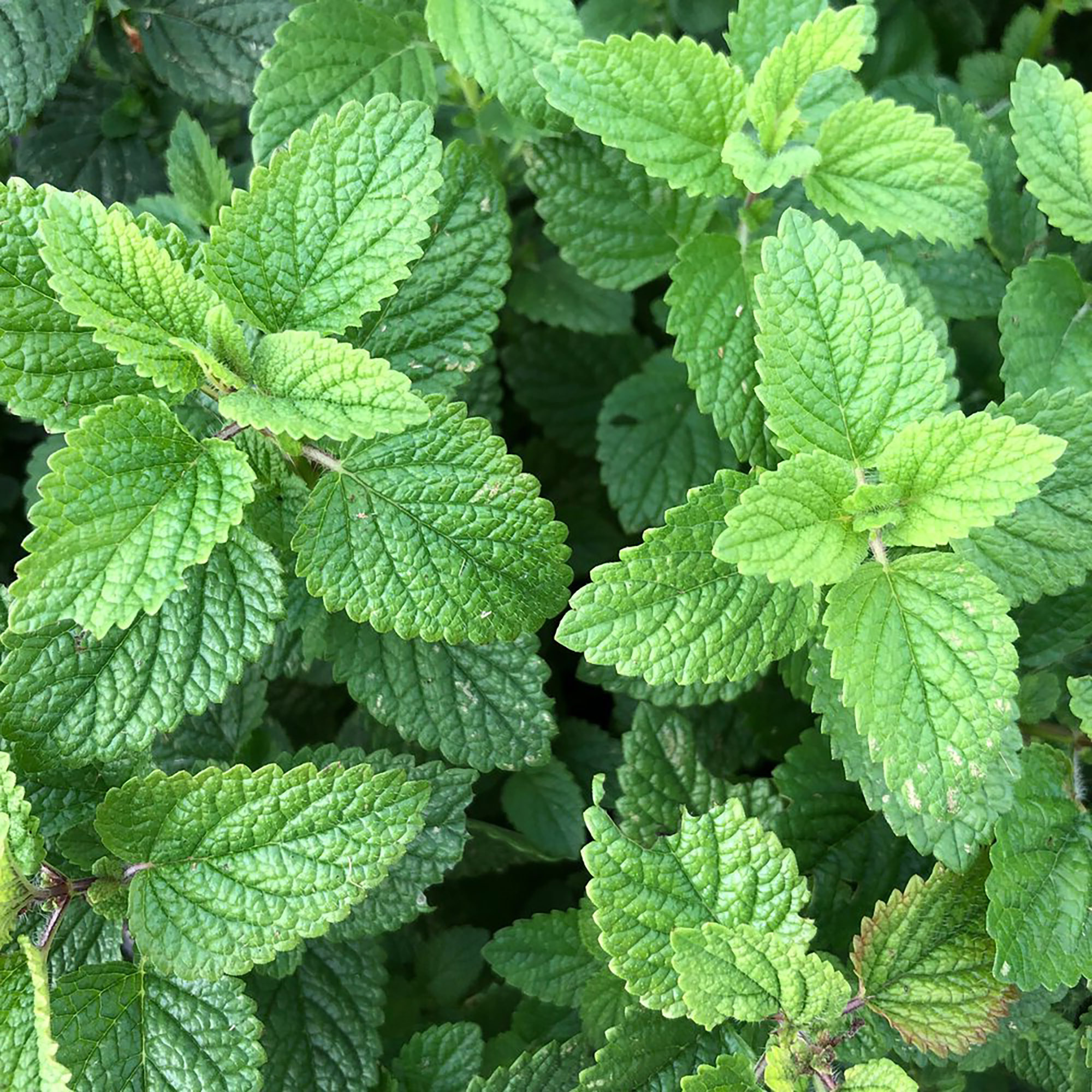 Citronella Lemon Balm, Sweet-scented herb, Herbal tea, Perennial plant, 2000x2000 HD Phone