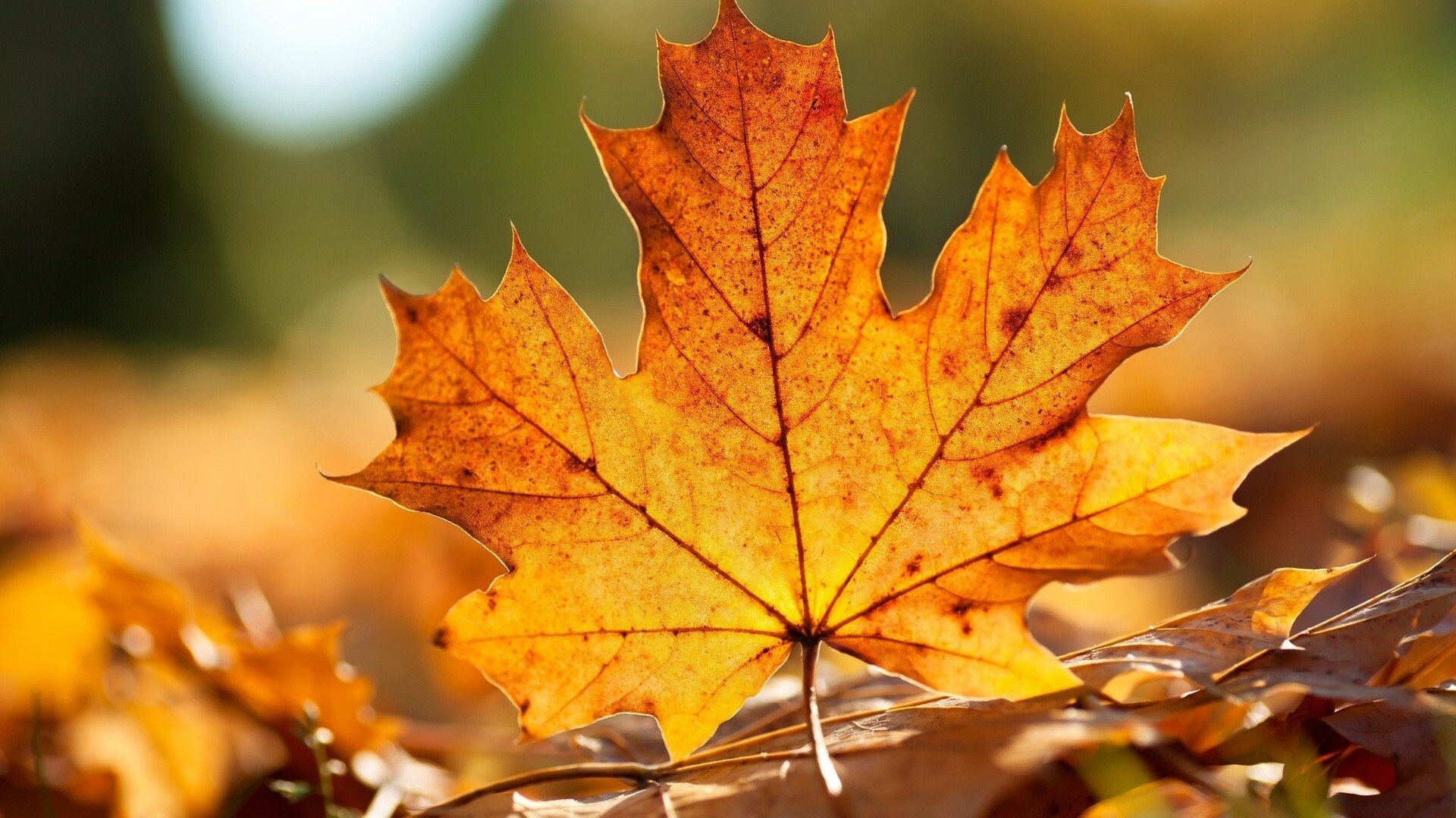 Maple leaf beauty, Striking HD background, 1920x1080 Full HD Desktop