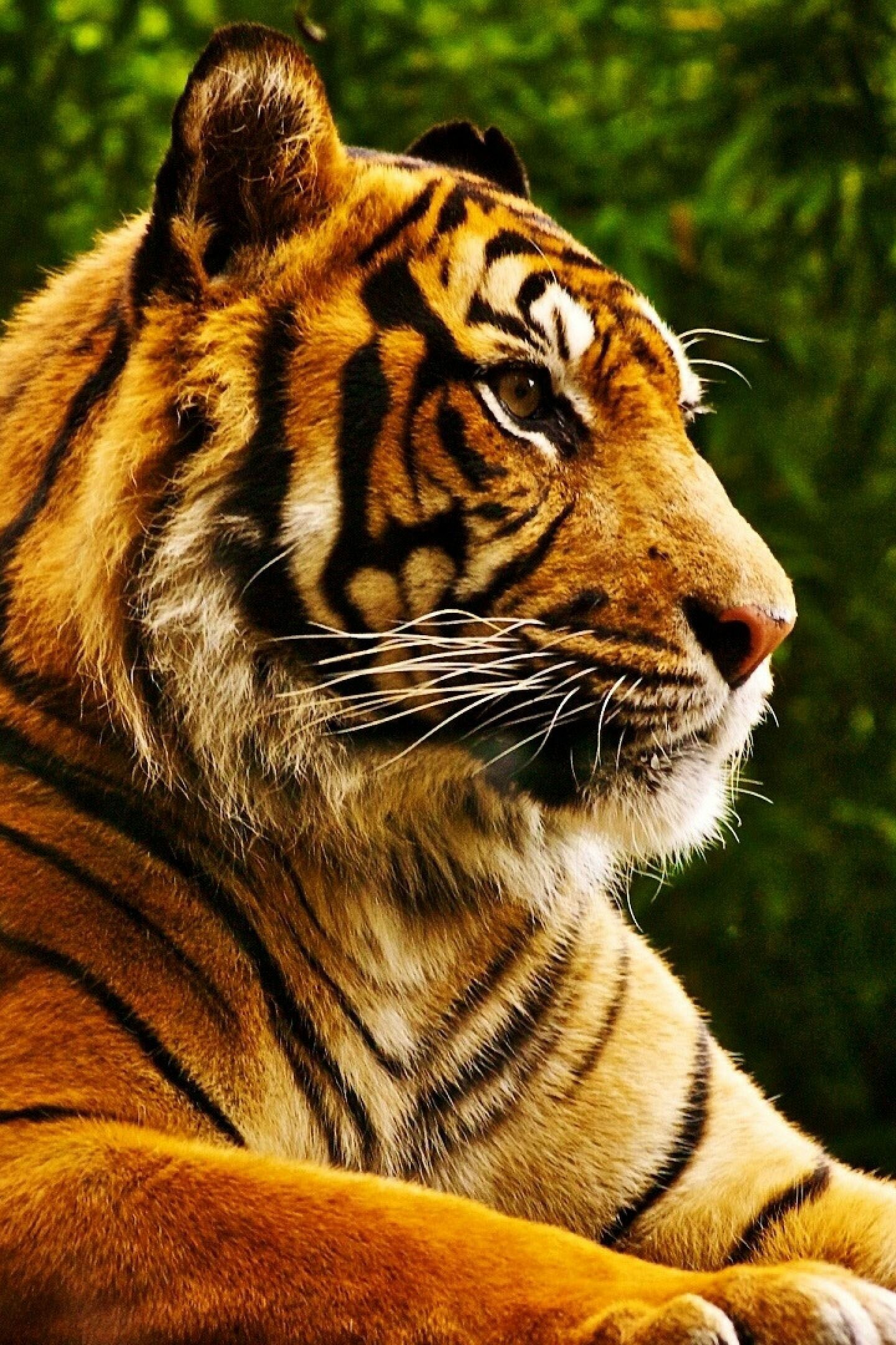 Wild and fierce tiger, Striking 4K wallpaper, Best in class, Thrilling experience, 1440x2160 HD Phone