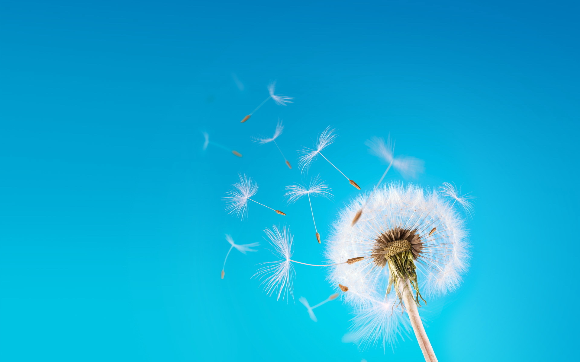 Dandelion seeds floating, Nature's ephemeral beauty, Captured motion, Ethereal grace, 1920x1200 HD Desktop