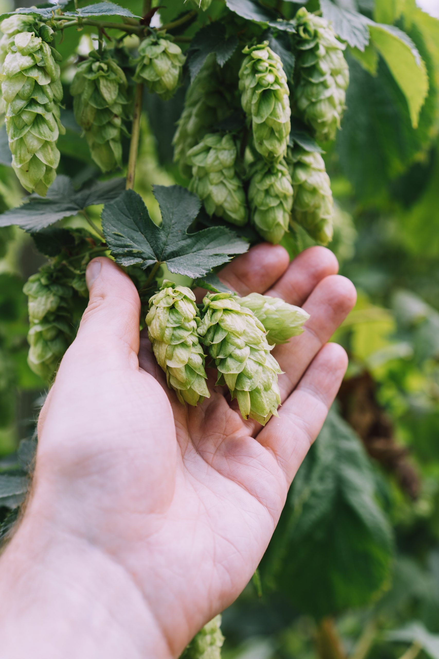 Fresh hop garlands, Decorative hops, Farming tradition, Natural beauty, 1710x2560 HD Phone