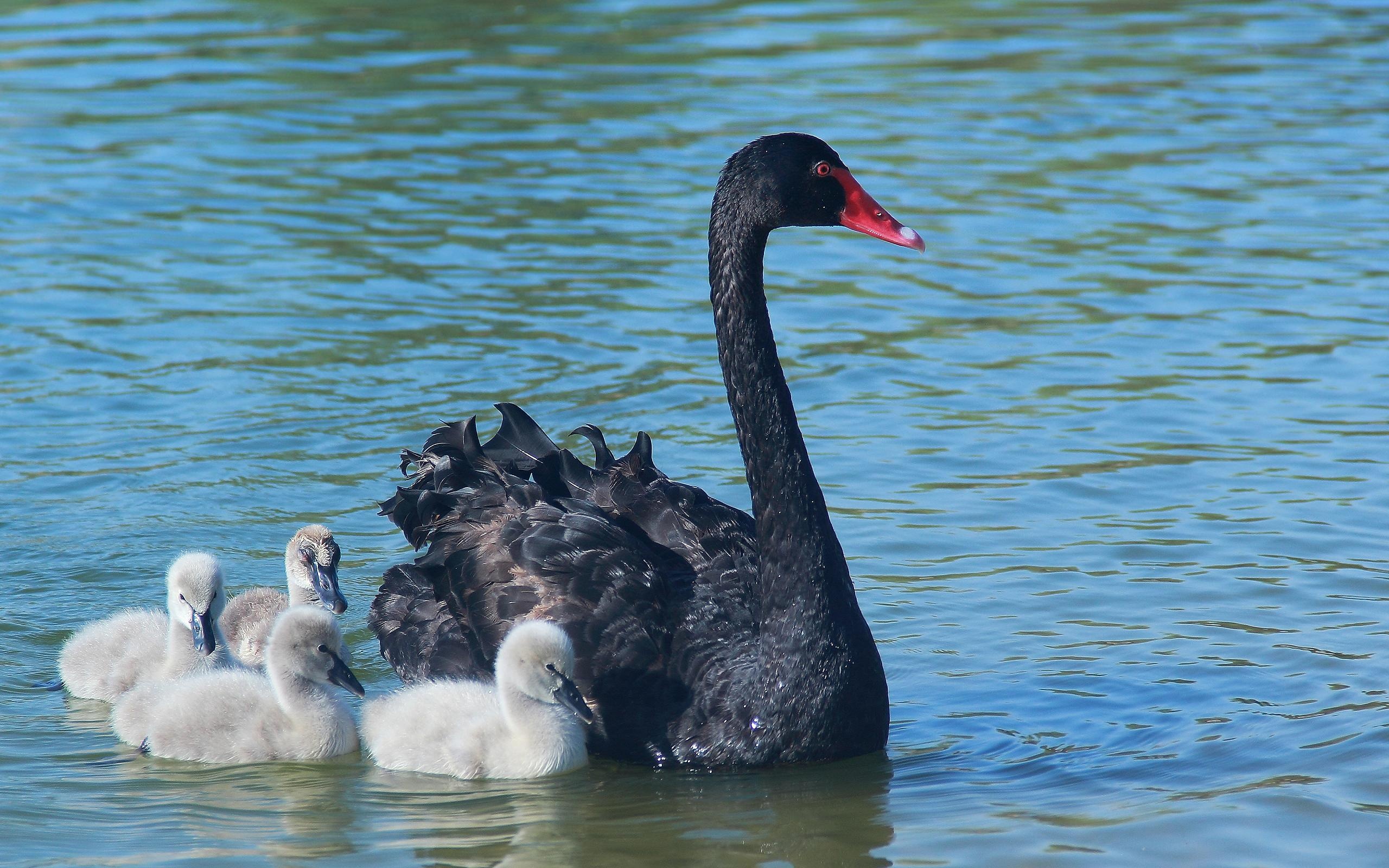 Black Swan, HD wallpaper, Background image, Bird, 2560x1600 HD Desktop