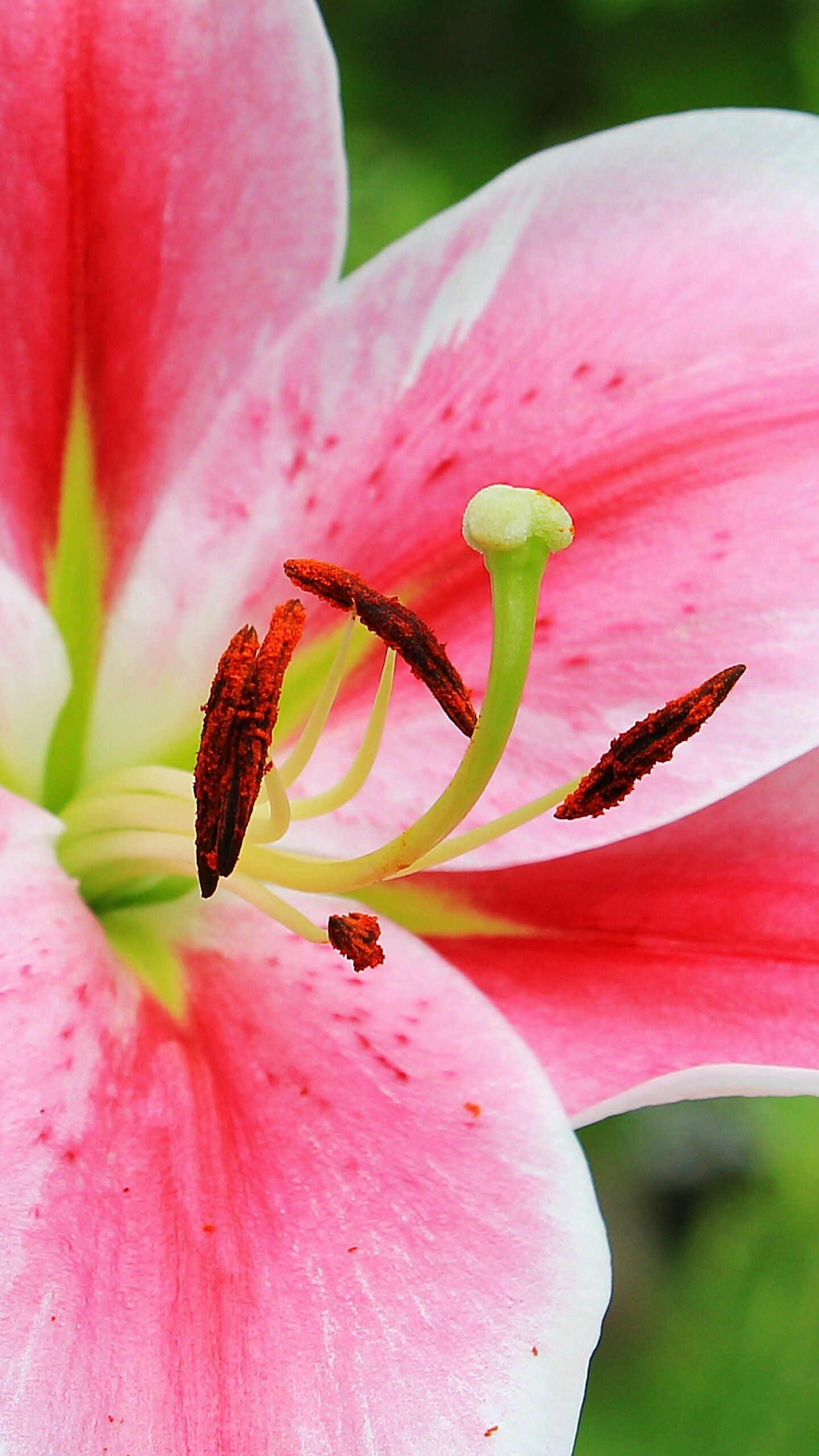 Pink stargazer lily, iPhone wallpaper, Stunning backgrounds, Beautiful flowers, 1440x2560 HD Phone
