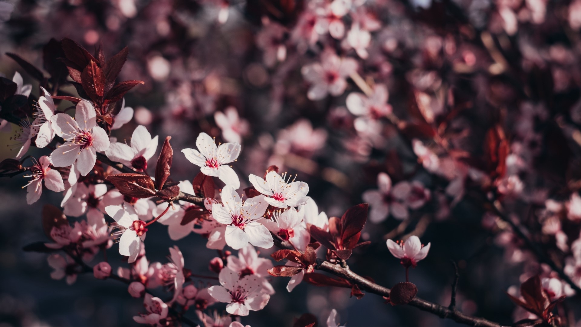 Blooming sakura blossoms, Purple plum tree branches, Muted spring floral bokeh, Full HD Desktop wallpaper