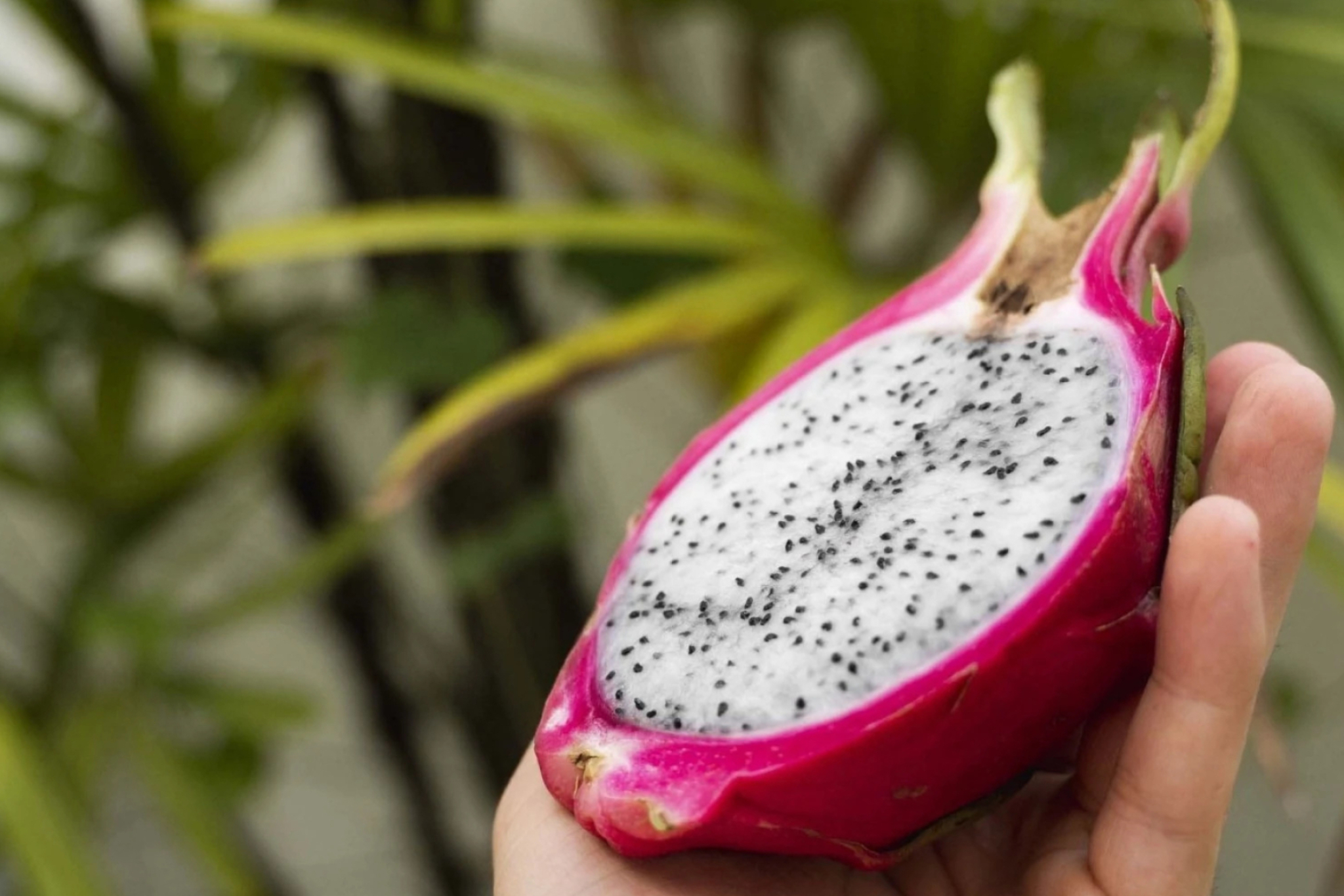 Dragon Fruit, Planting guide, Seed purchase, Growing tips, 2050x1370 HD Desktop