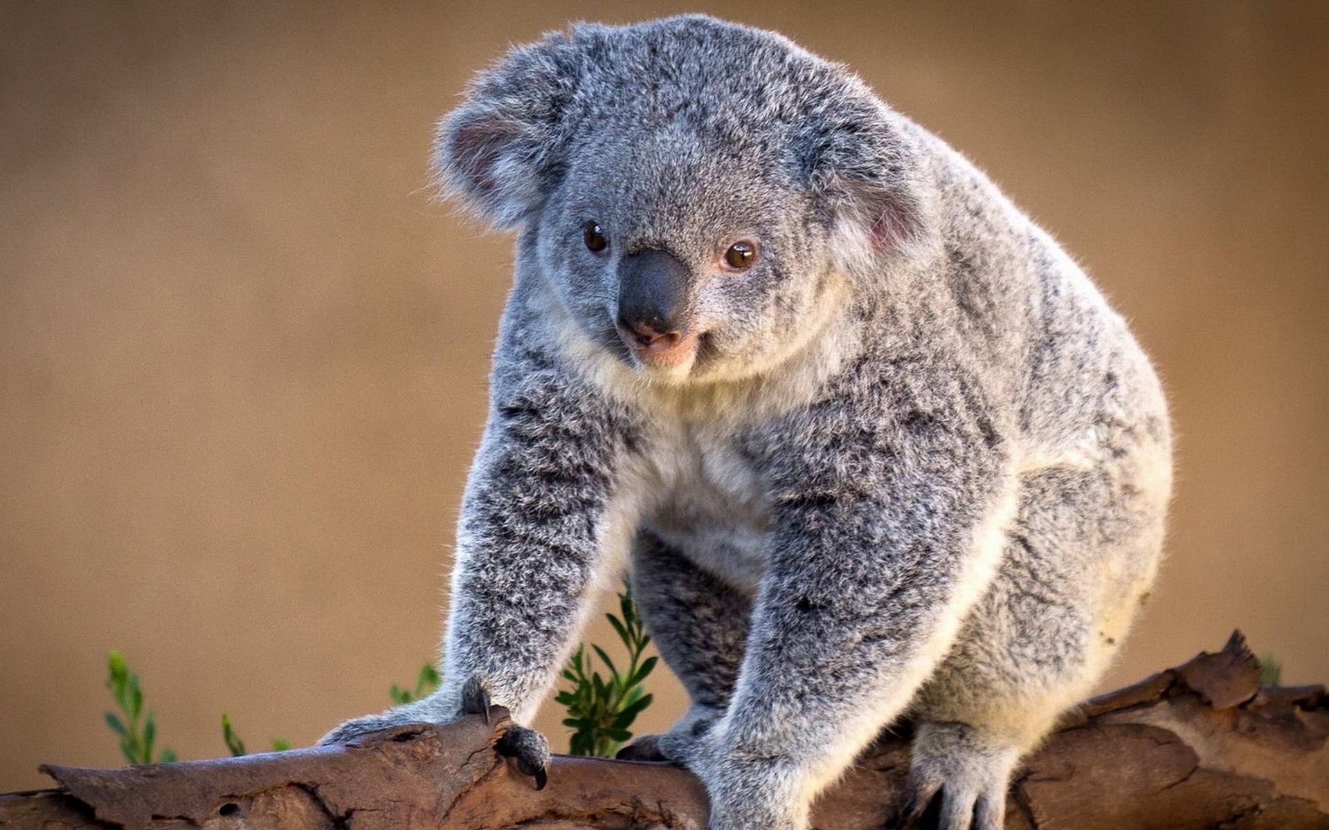 Koala characteristics, Australian wildlife, Unique representatives, Living world wonders, 1920x1200 HD Desktop