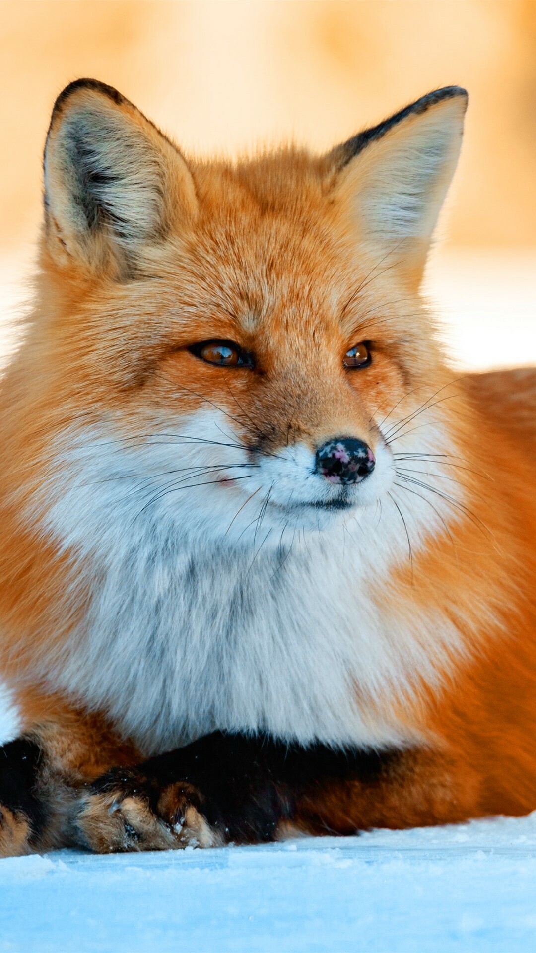 Fox wallpapers, Awesome collection, Free HD, Stunning visuals, 1080x1920 Full HD Phone