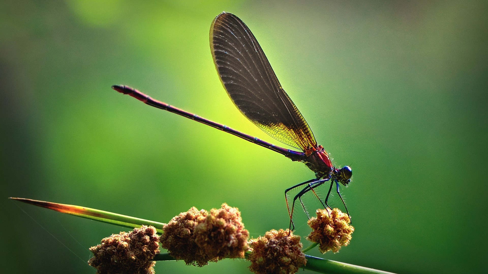 Insects wallpaper, Nature's diversity, Intricate designs, Insect kingdom, 1920x1080 Full HD Desktop