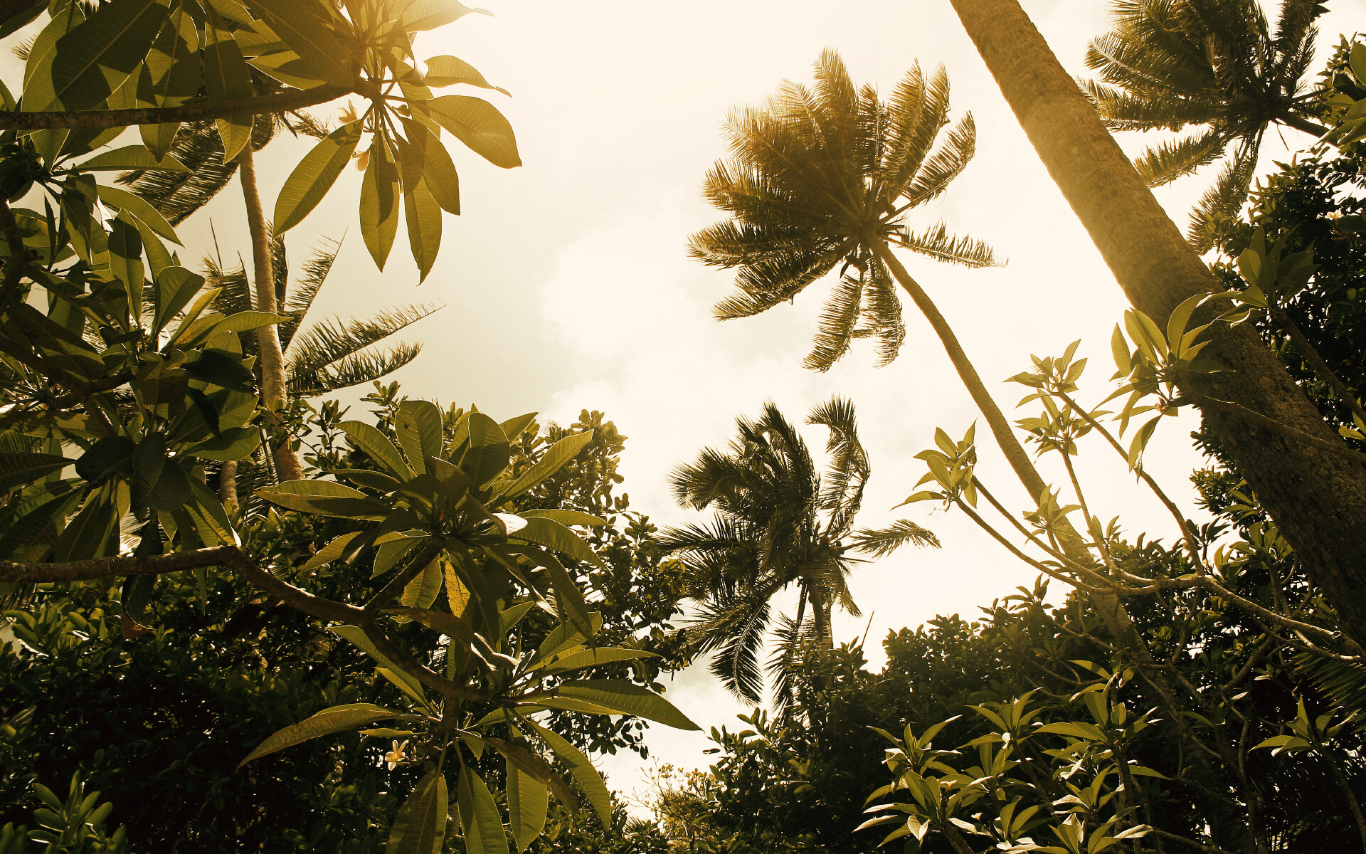 Tropical jungle background, Exotic atmosphere, Lush foliage, Stunning wallpaper, 1920x1200 HD Desktop