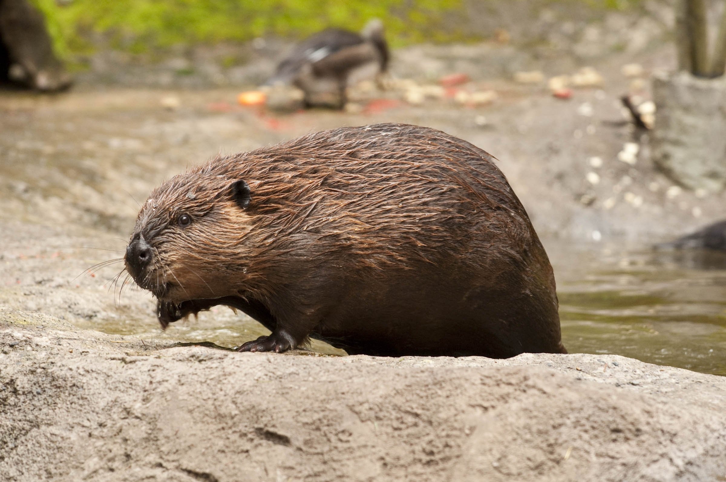 Beaver rodent, Castor wallpapers, HD backgrounds, Device wallpapers, 2400x1600 HD Desktop