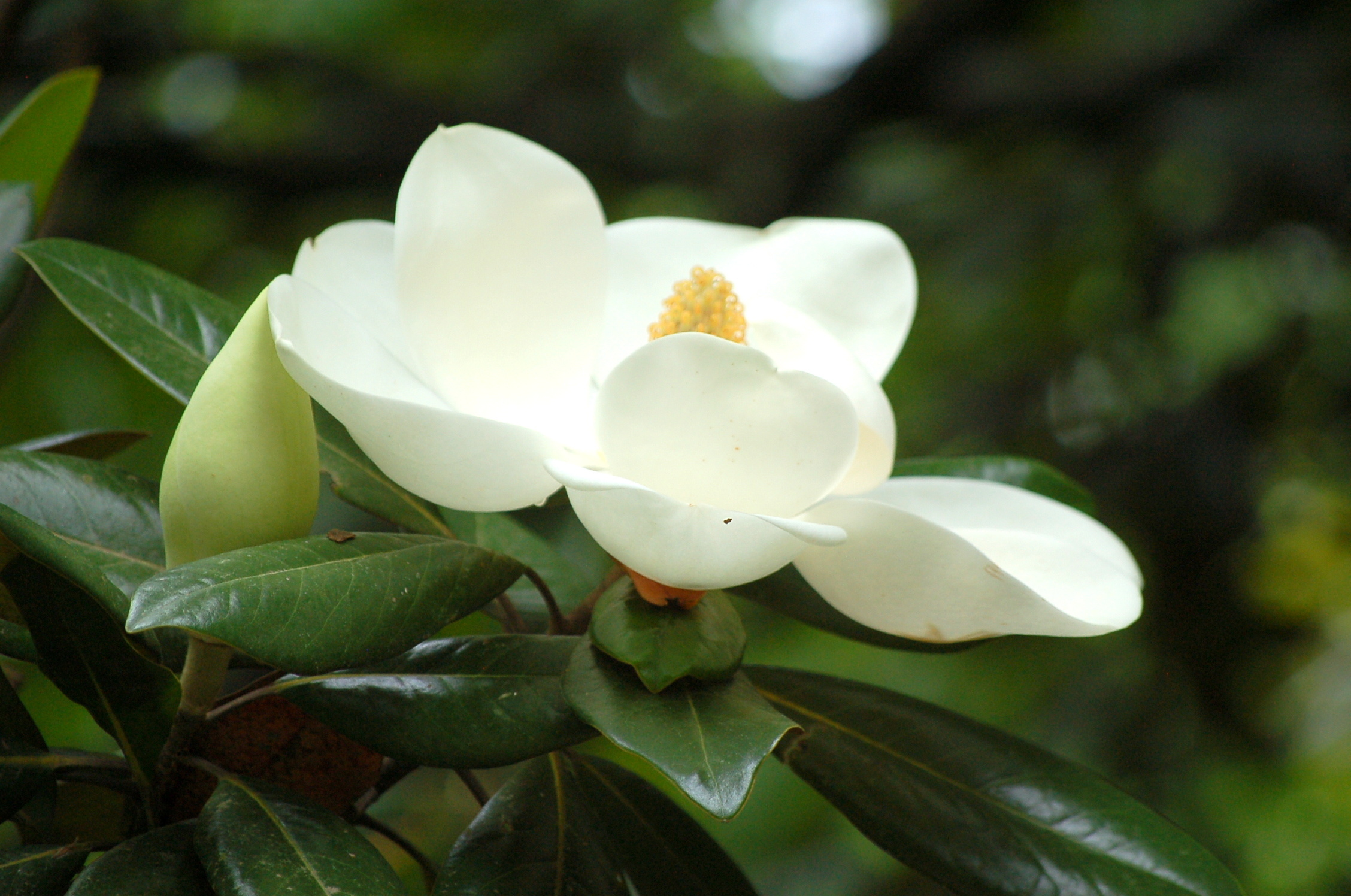 Tree Flower, Green Outdoor, Petals, Leaves, 2260x1500 HD Desktop