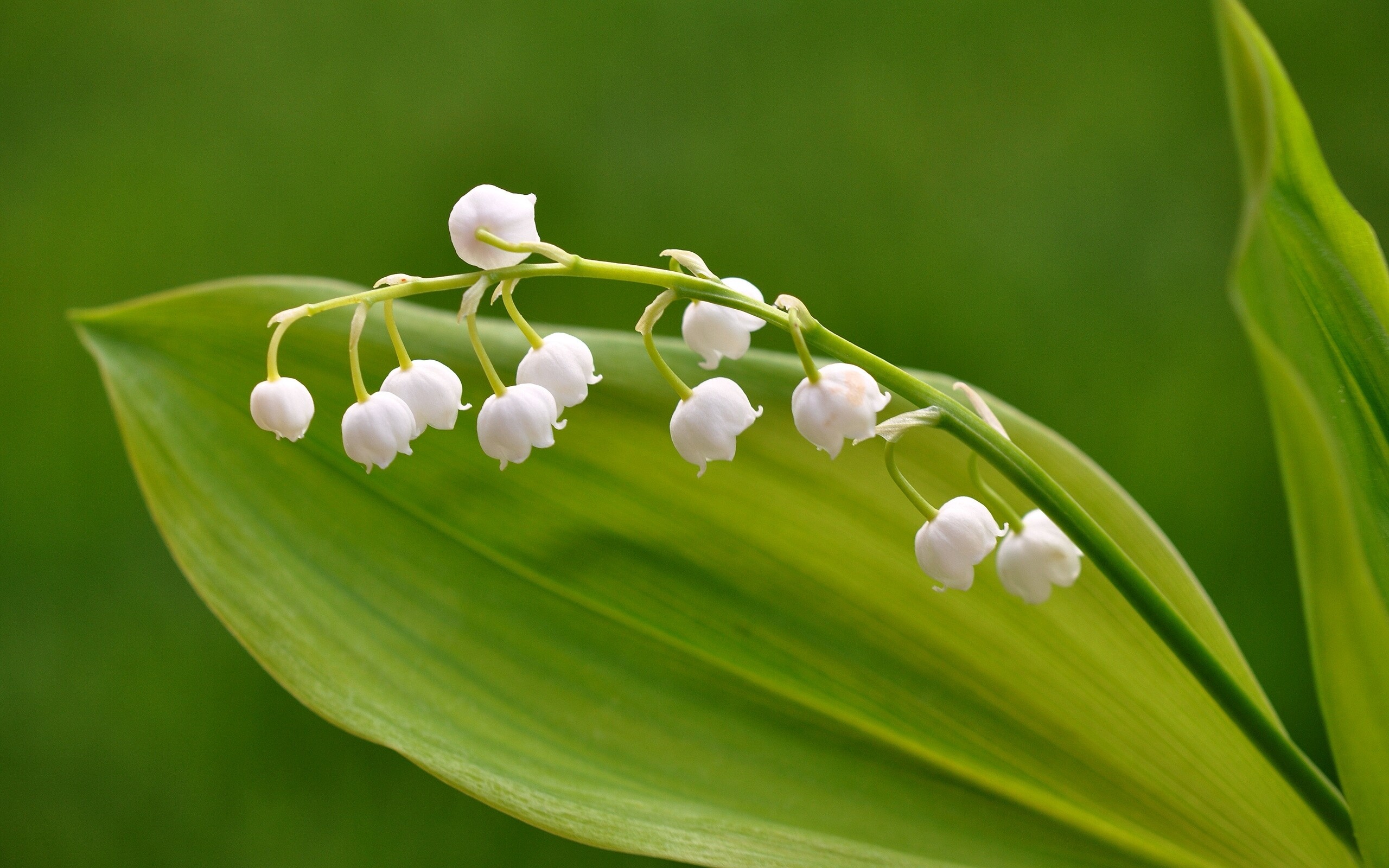 Wide-screen wallpapers, Lily of the valley beauty, Nature's enchanting wonder, Visual splendor, 2560x1600 HD Desktop