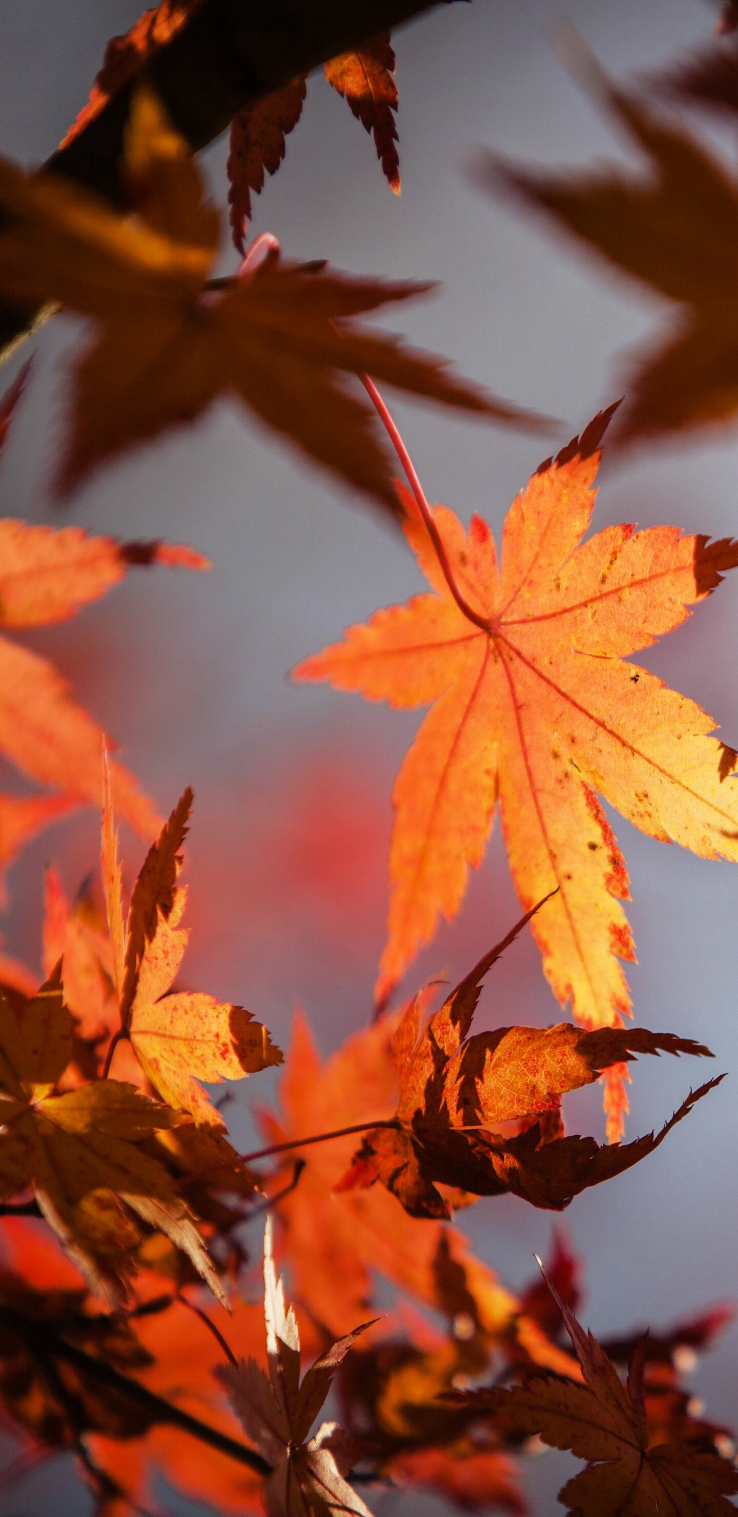 Leaf Nature, Maple leaf, Samsung Galaxy, 1440x2960 HD Phone