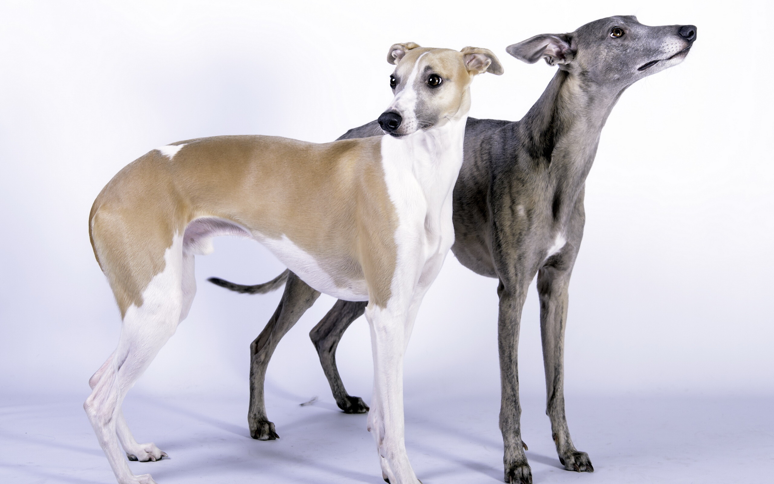 Couple, Whippets Wallpaper, 2560x1600 HD Desktop