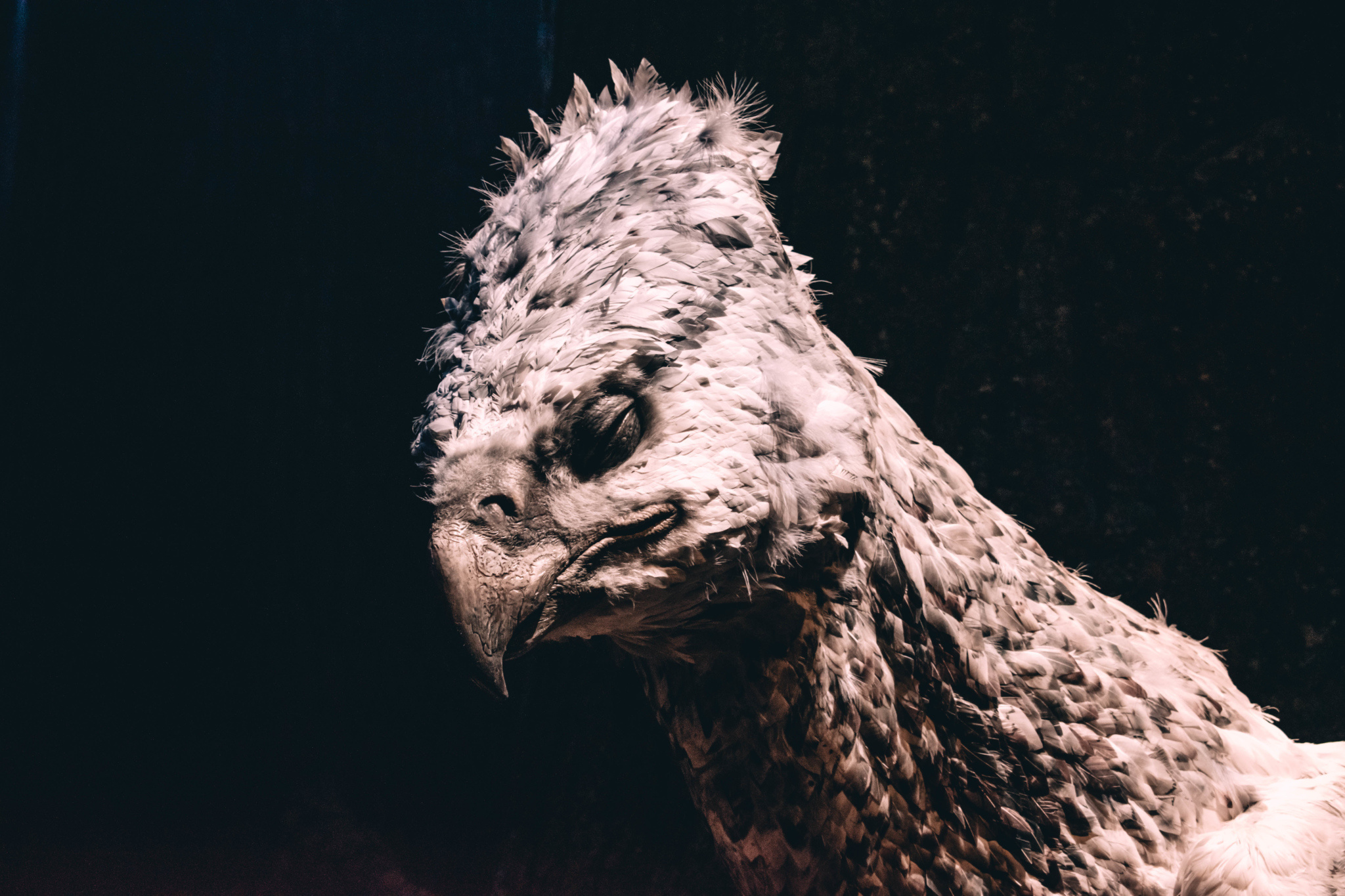 Buckbeak, London studio review, Harry Potter, 2050x1370 HD Desktop