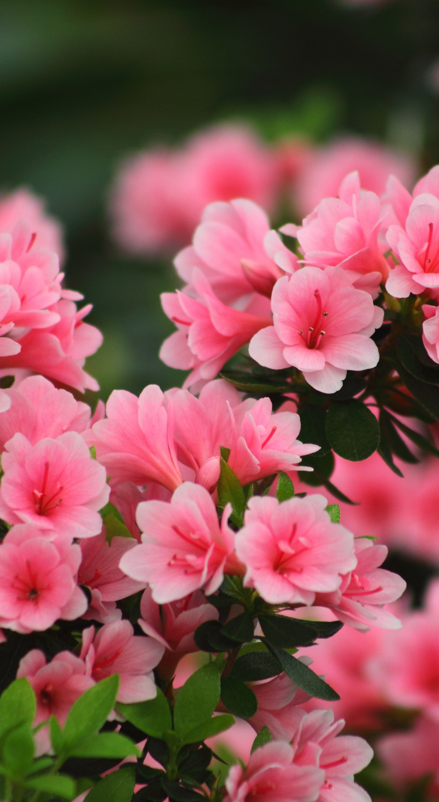 Pink azalea flowers, Blooming azalea bush, Lush green foliage, HD Phone wallpaper