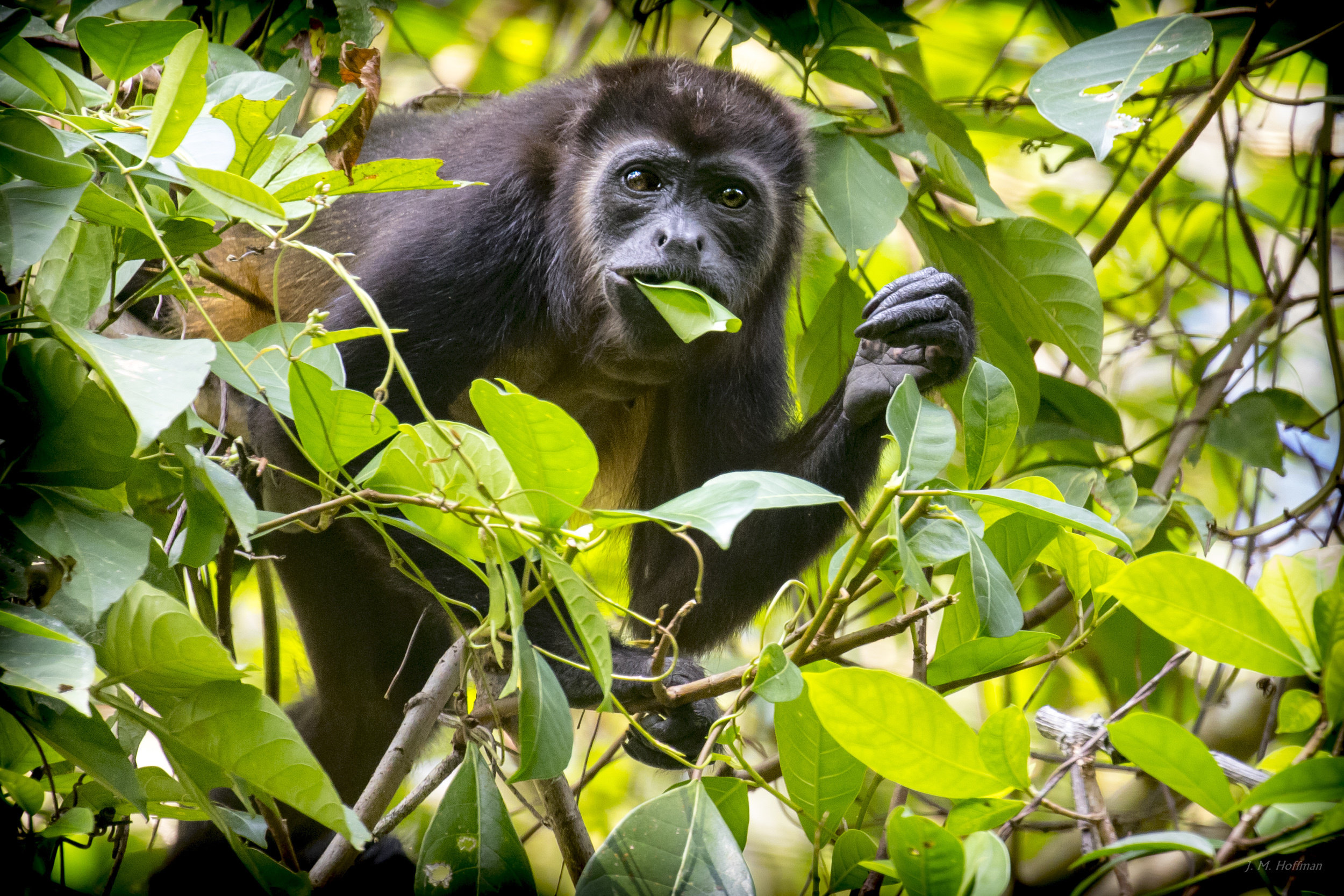 Eating, Howler Monkey Wallpaper, 2500x1670 HD Desktop