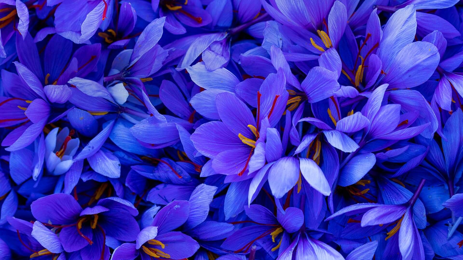 Saffron, Top free backgrounds, 1920x1080 Full HD Desktop