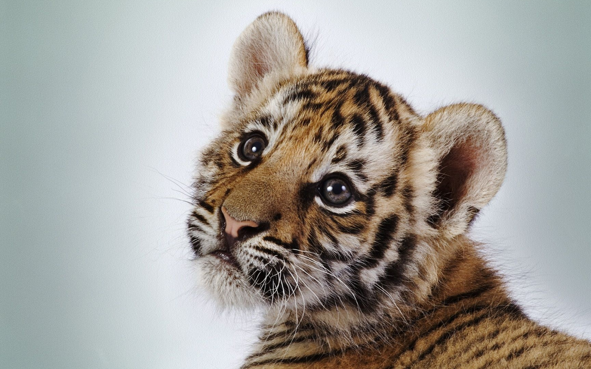 Tiger cub, Detailed facial whiskers, Pale studio background, HD Desktop wallpaper