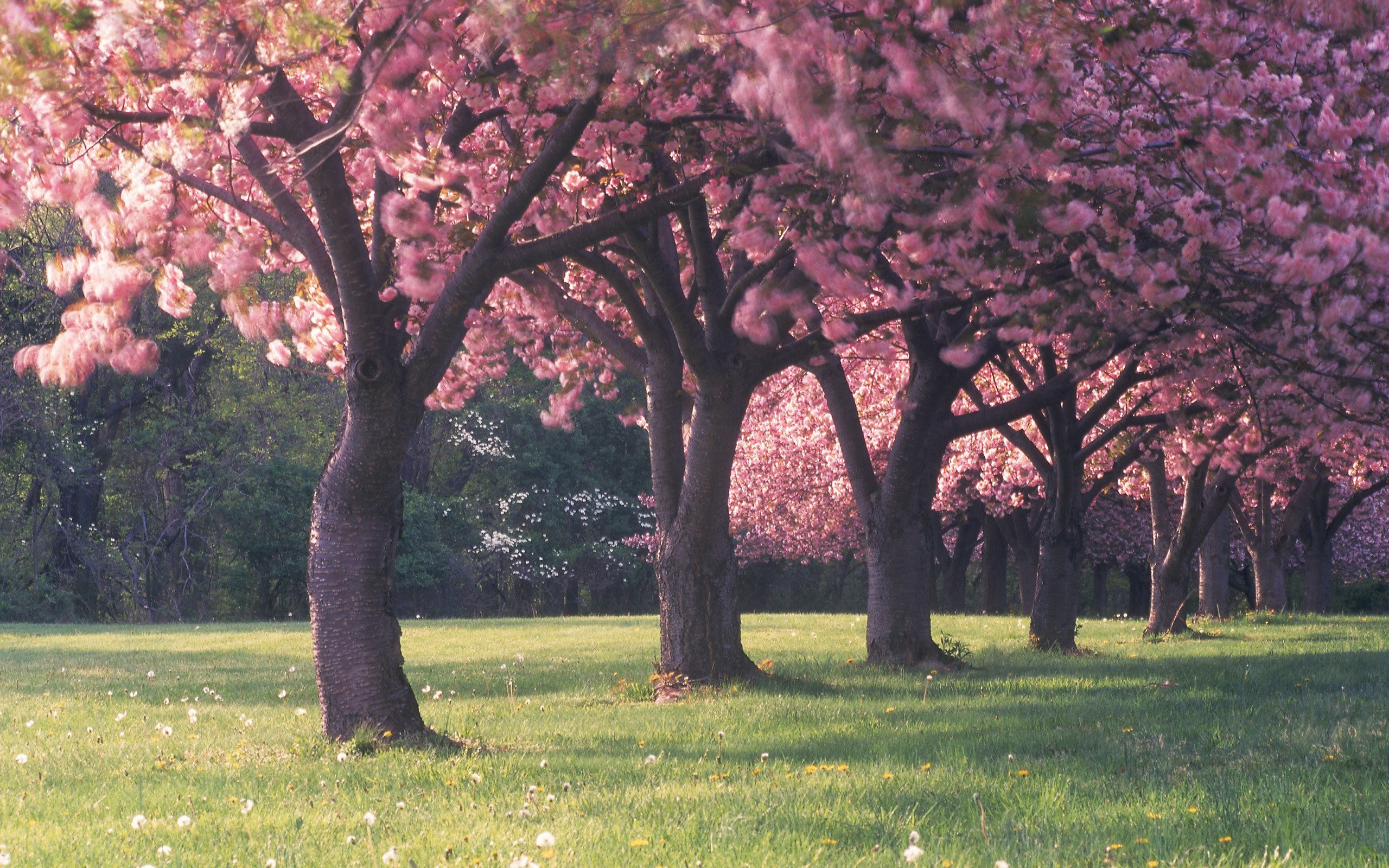 Blooming cherry blossom trees, Pink sakura grove, Grassy meadow with dandelions, HD Desktop wallpaper