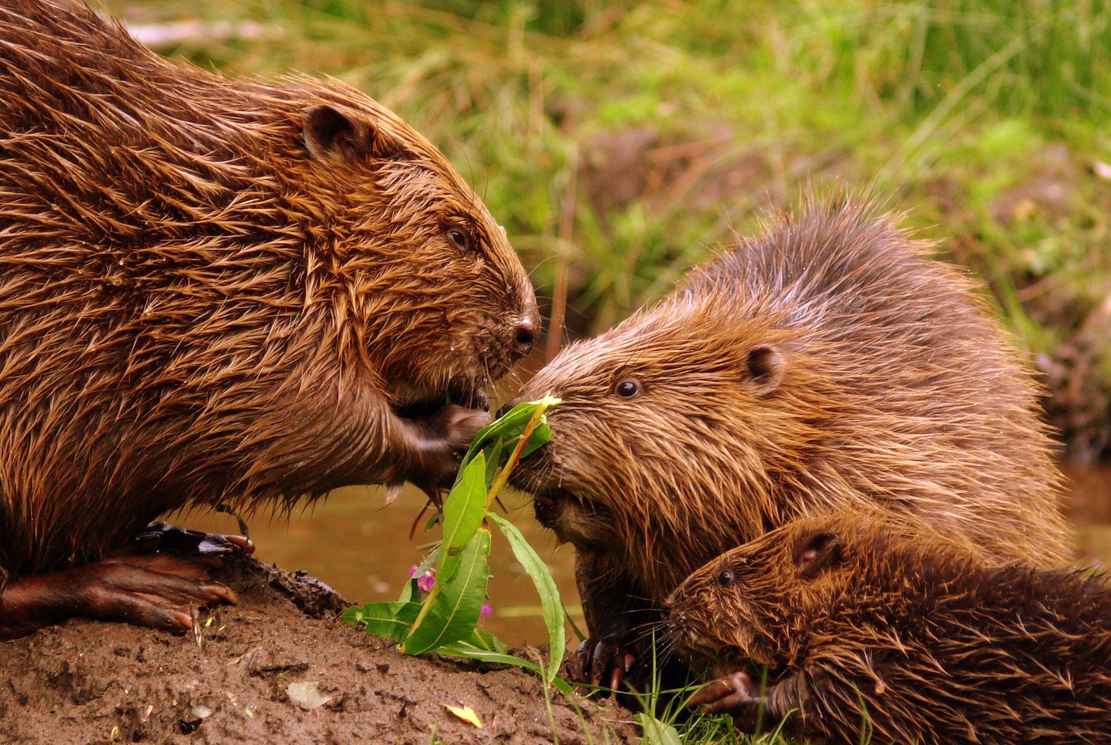 Beaver rodent, Castor wallpaper, Nature theme, Digital art, 2220x1490 HD Desktop