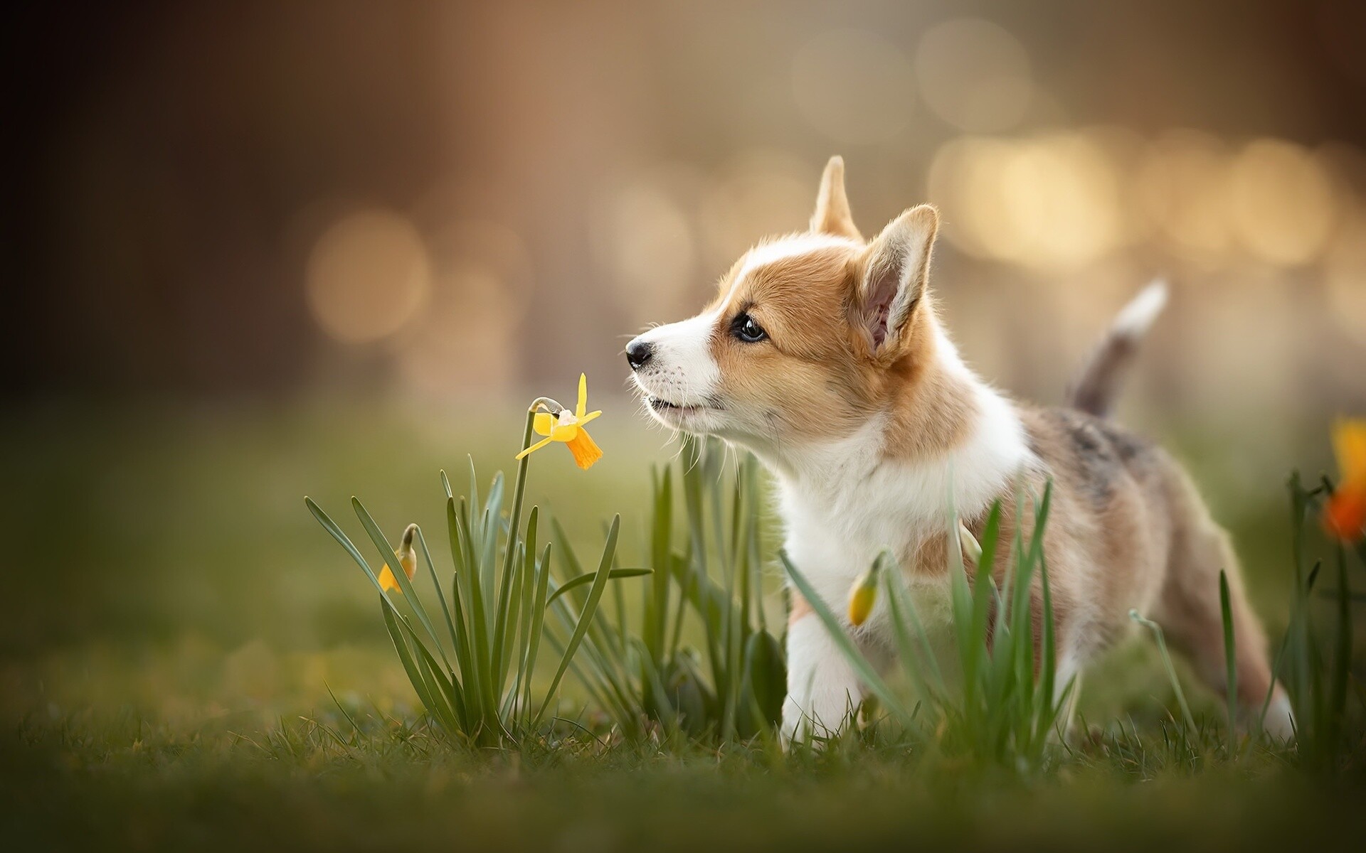 Yellow flowers, Welsh Corgi, Puppy, High quality, 1920x1200 HD Desktop