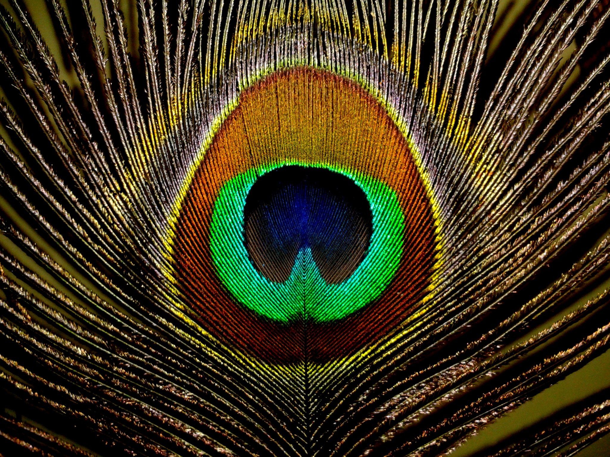 Peacock feather ocellus, Iridescent blue eyespot, Radiating plumage barbs, HD Desktop wallpaper