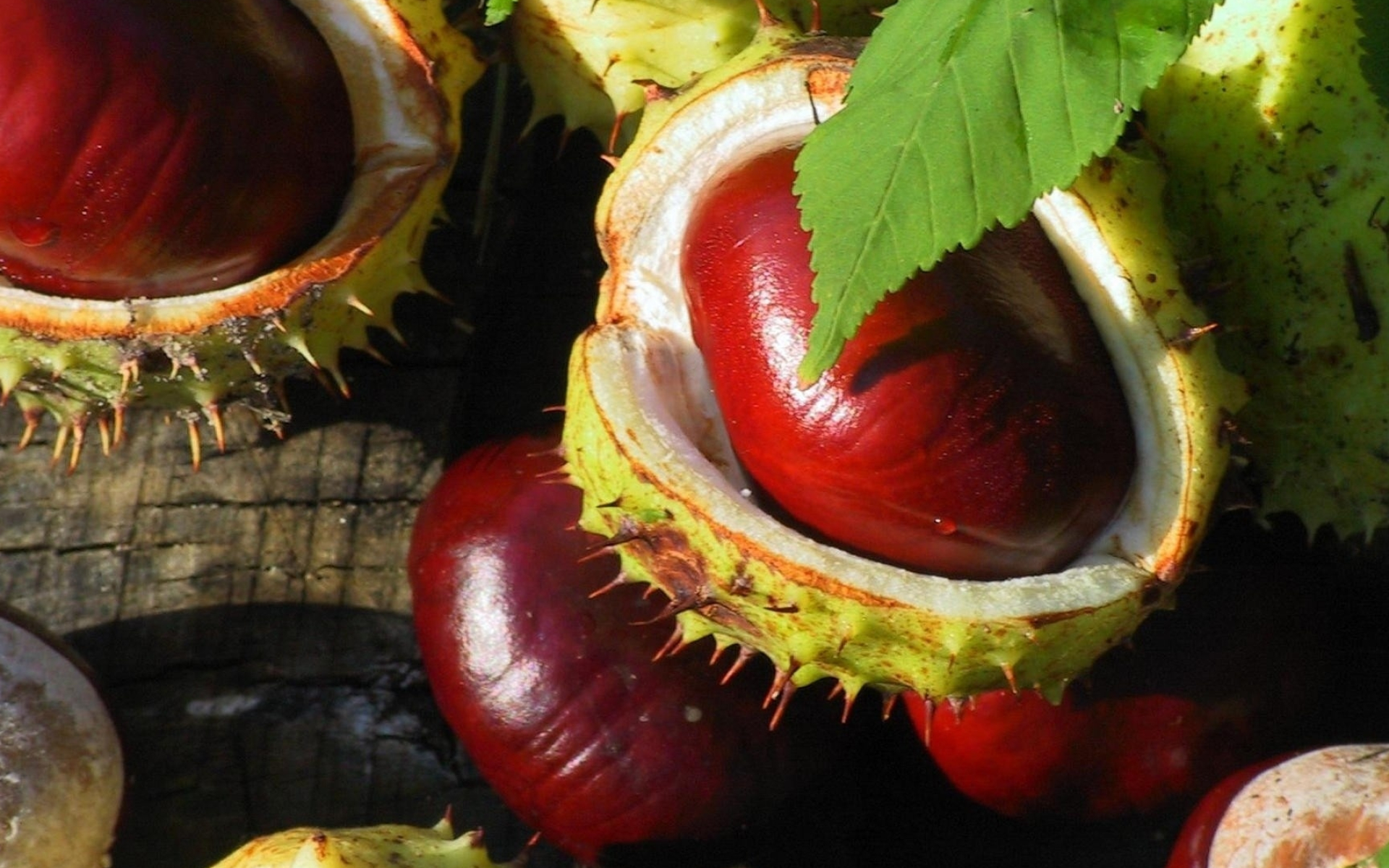 Spiky chestnuts, Brown hues, Full HD wallpapers, Nature inspiration, 1920x1200 HD Desktop