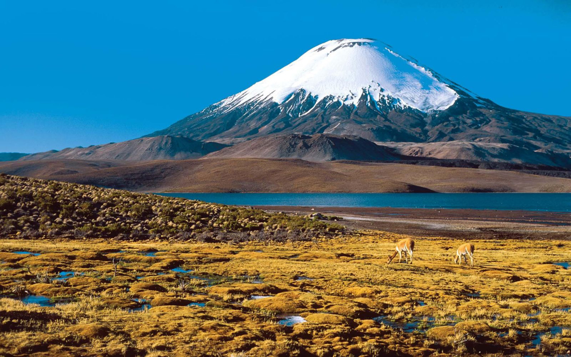 Chile, Travels, Altiplano, Vicunas, 1920x1200 HD Desktop