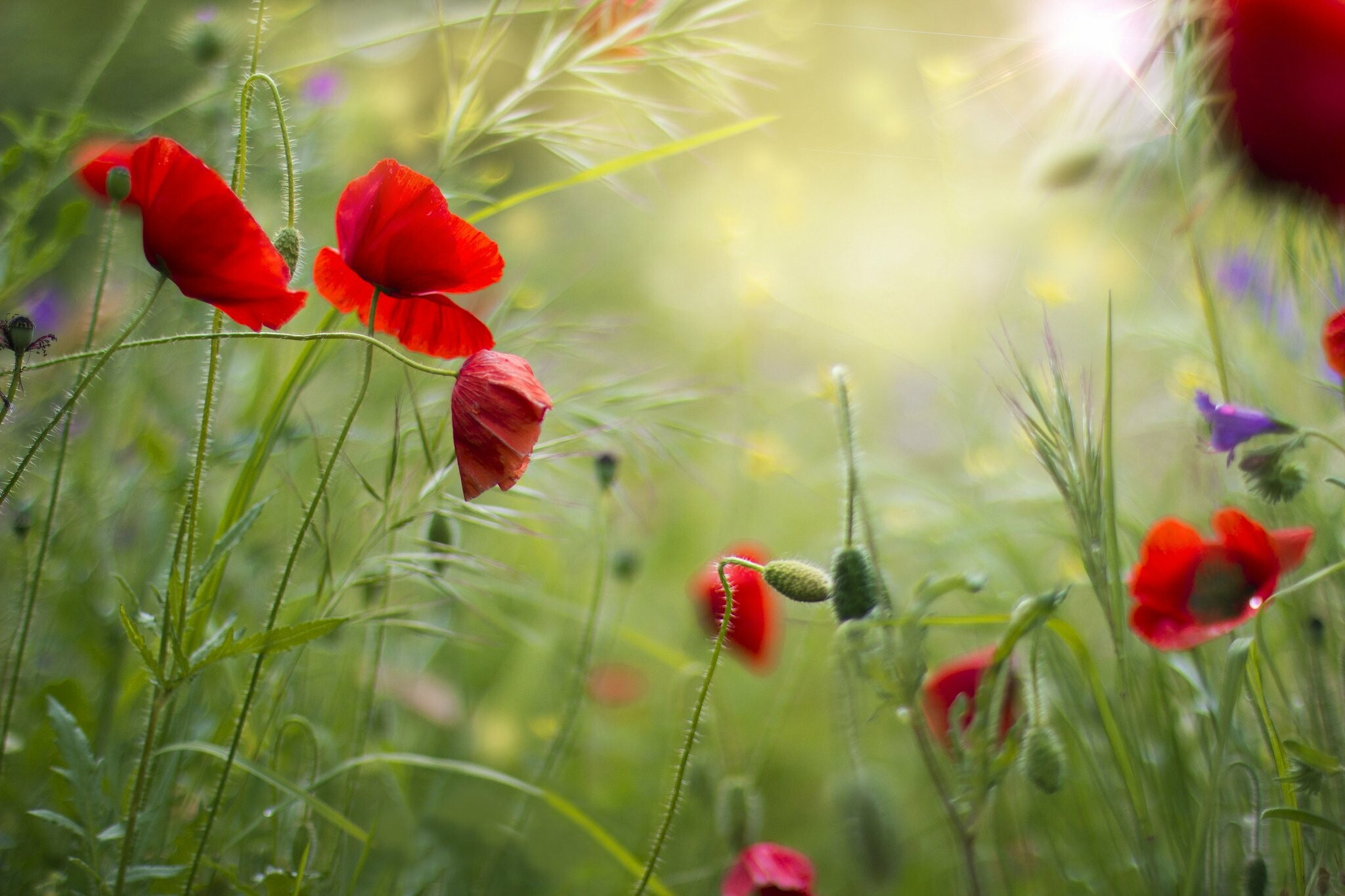 Poppy Flower, Red grass field, Summer poppy, Vibrant blossoms, 2050x1370 HD Desktop