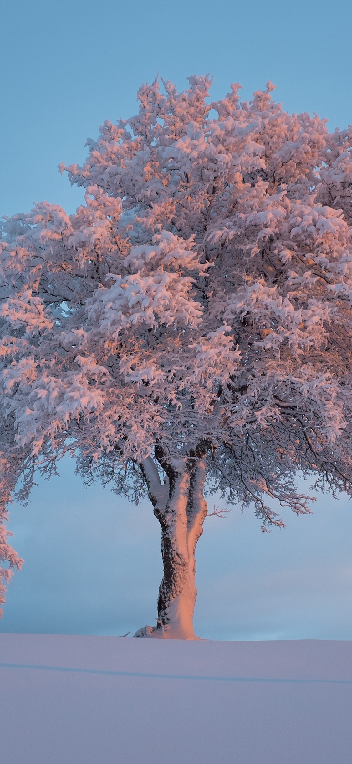 Nature snow, Winter tree wallpaper, 1130x2440 HD Phone