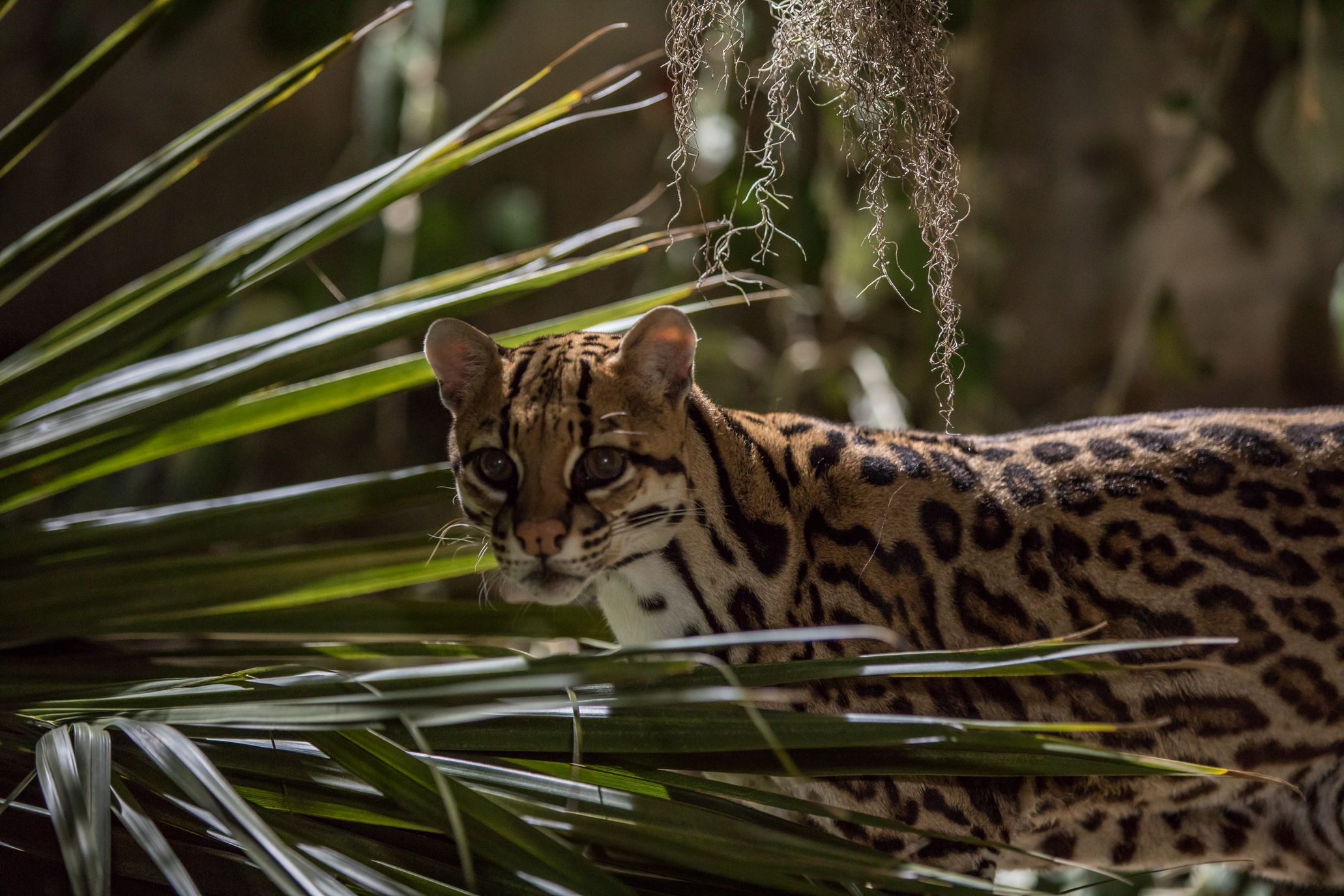 Ocelot, Relocation possibilities, Conservation efforts, Habitat preservation, 2070x1380 HD Desktop