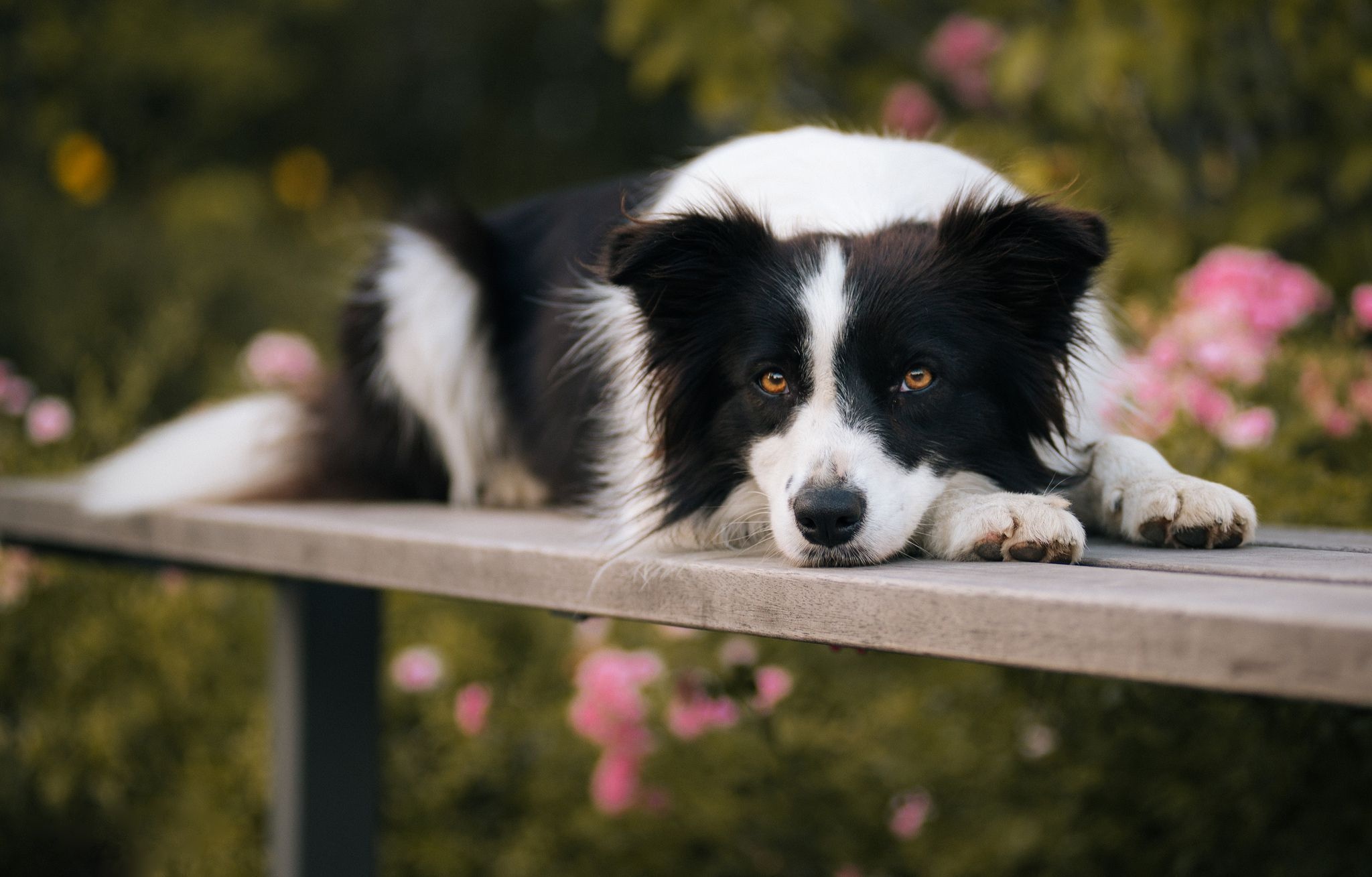 Collie phone wallpapers, Desktop companion, Canine's charm, Dog's best friend, 2050x1310 HD Desktop