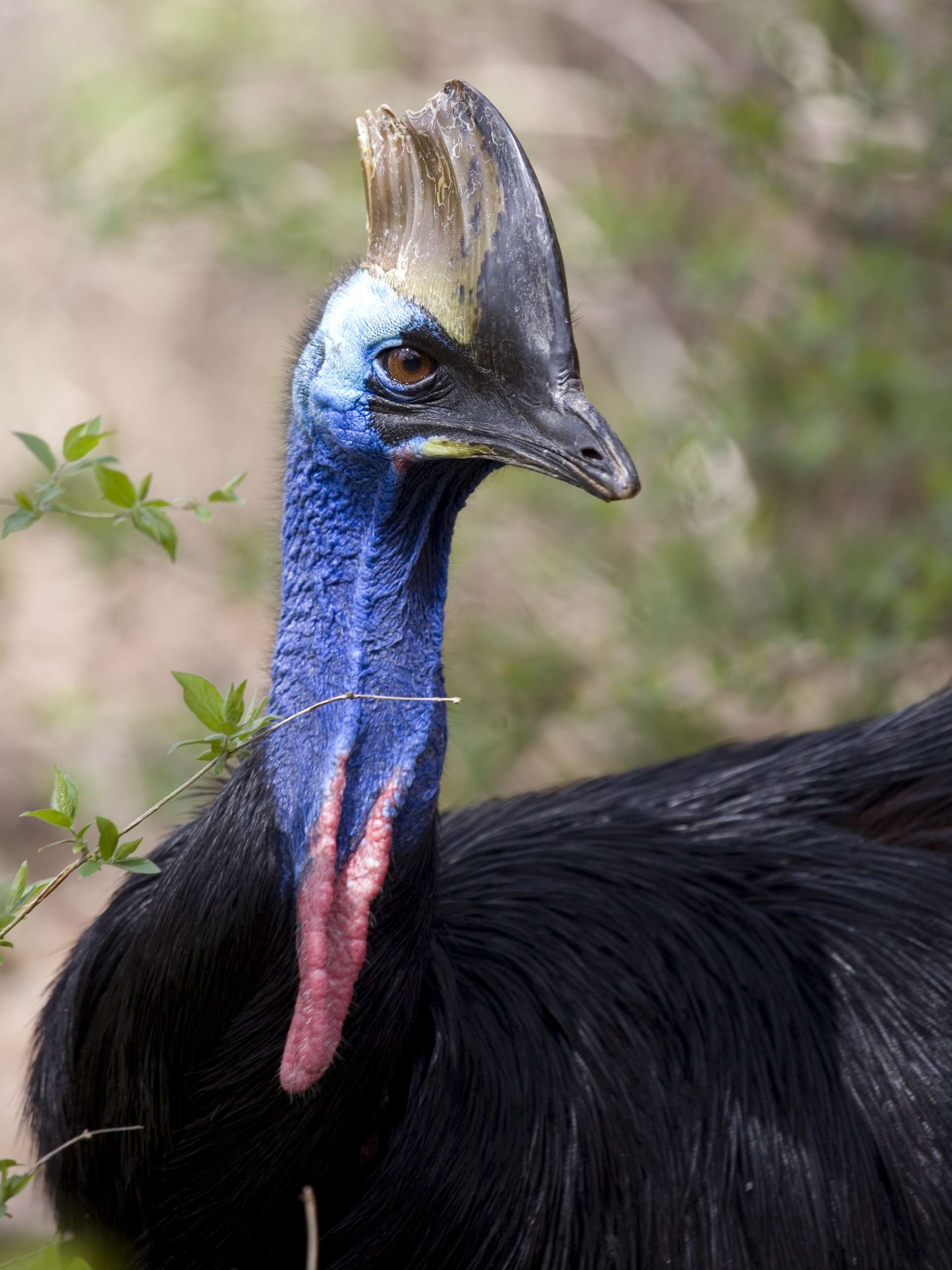 Prehistoric appearance, Threat display, Cassowary in the rainforest, Striking blue head, 1920x2560 HD Phone