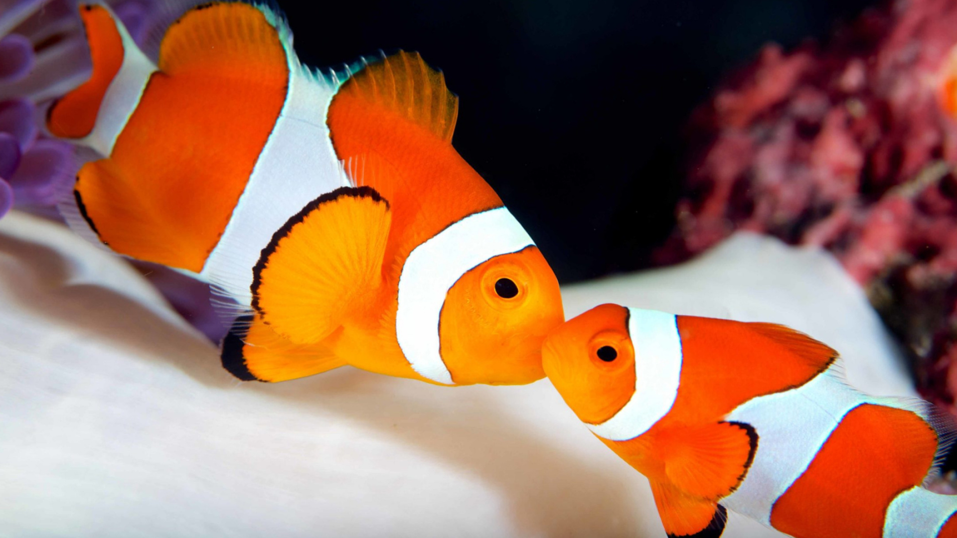 Clownfish, Wildlife, Fact Sheets, Ocean, 1920x1080 Full HD Desktop