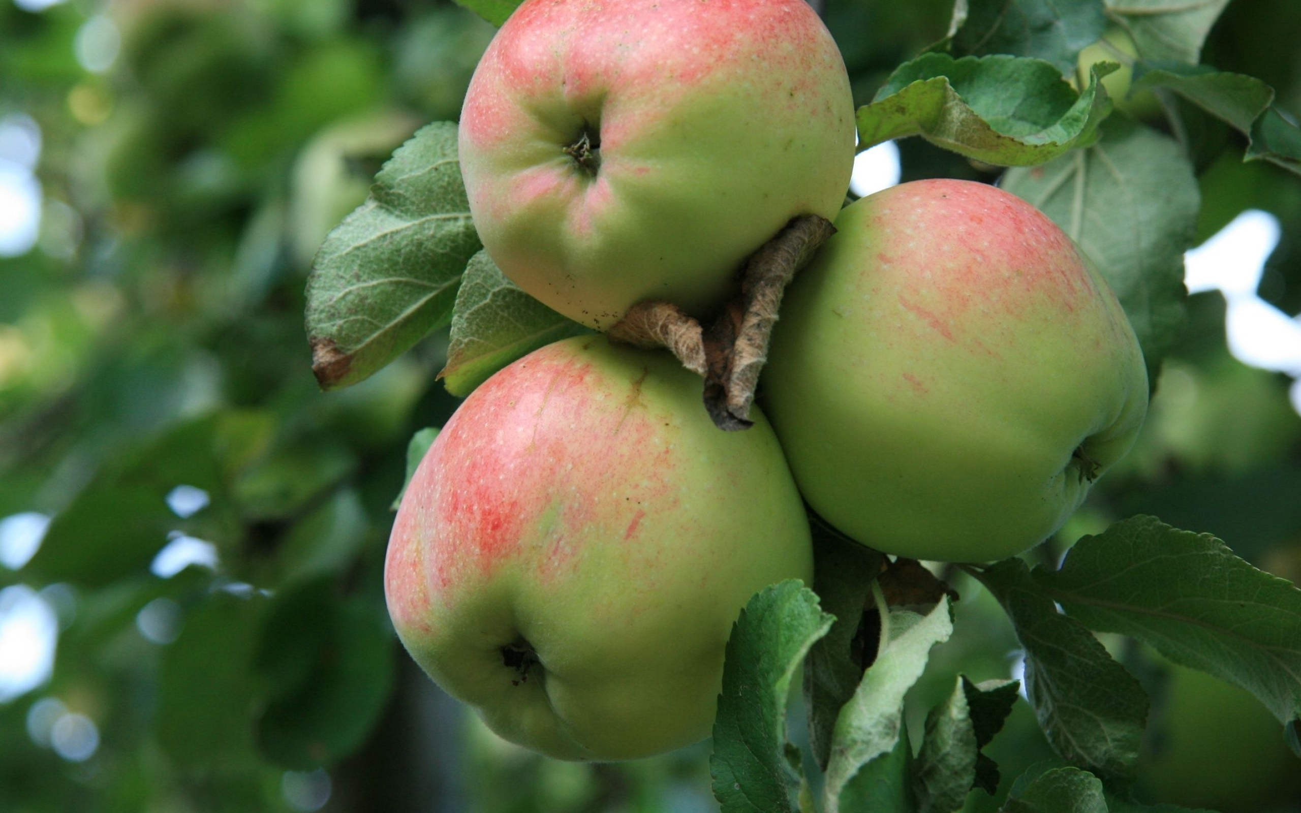 Filippa, Apple Trees Wallpaper, 2560x1600 HD Desktop