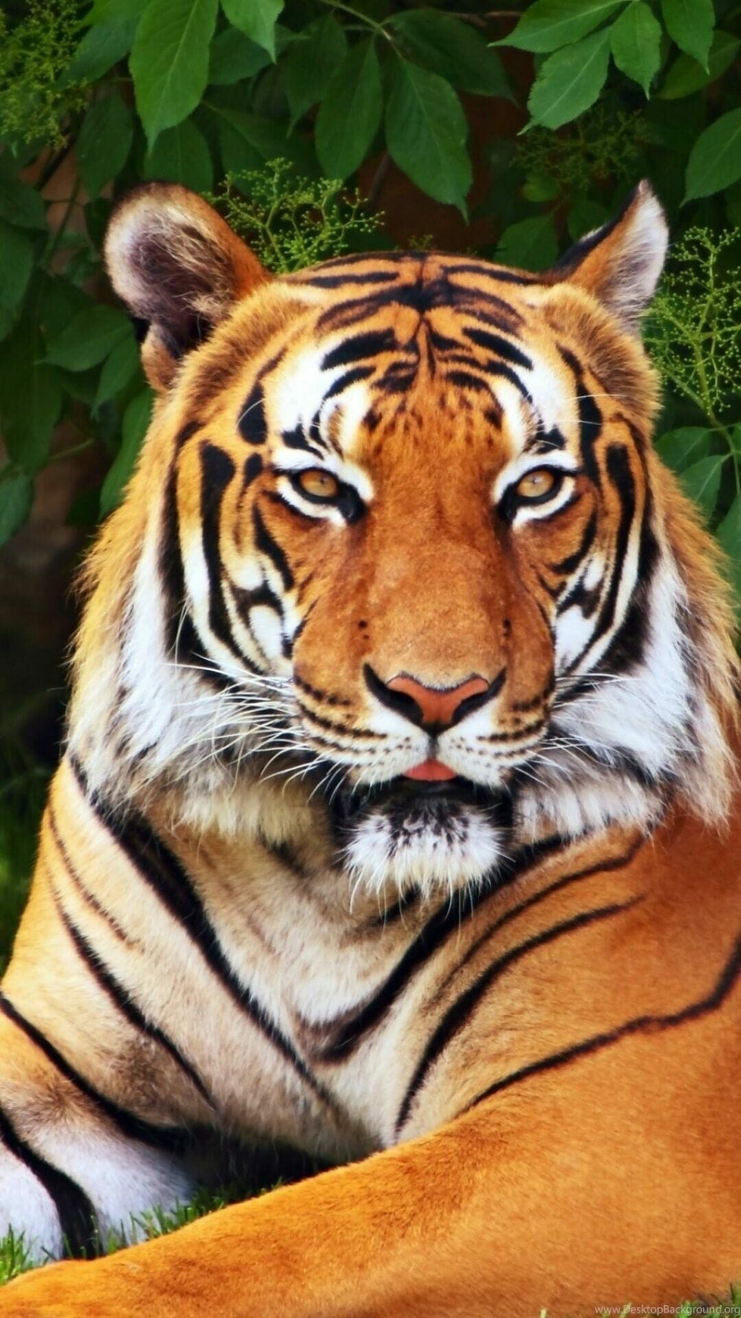 Intriguing tiger wallpapers, Vibrant HD backgrounds, Impressive iPhone and Android, Stunning 1080p visuals, 1080x1920 Full HD Phone