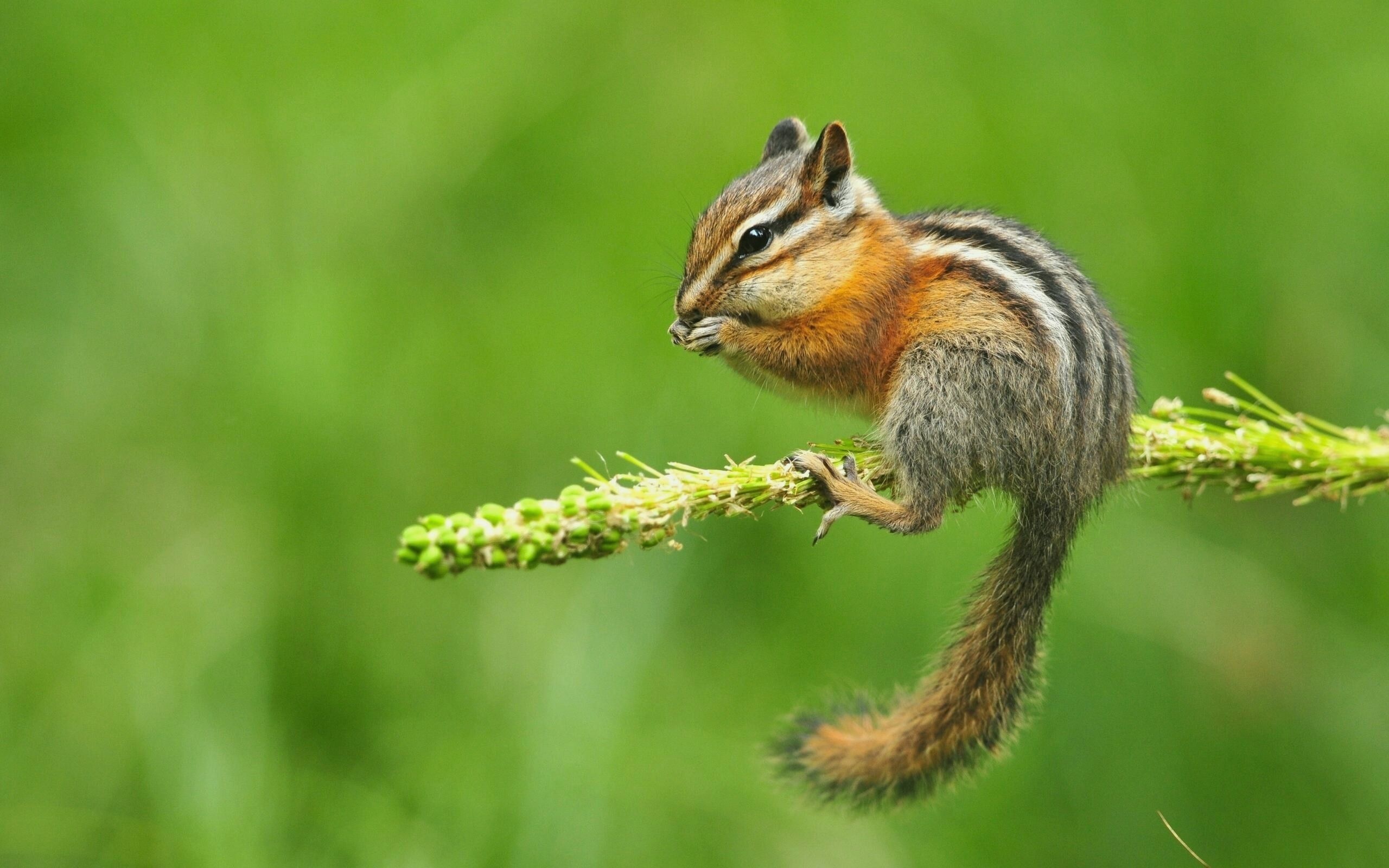 Baby chipmunk, Adorable visuals, Tiny critter, Nature's wonder, 2560x1600 HD Desktop