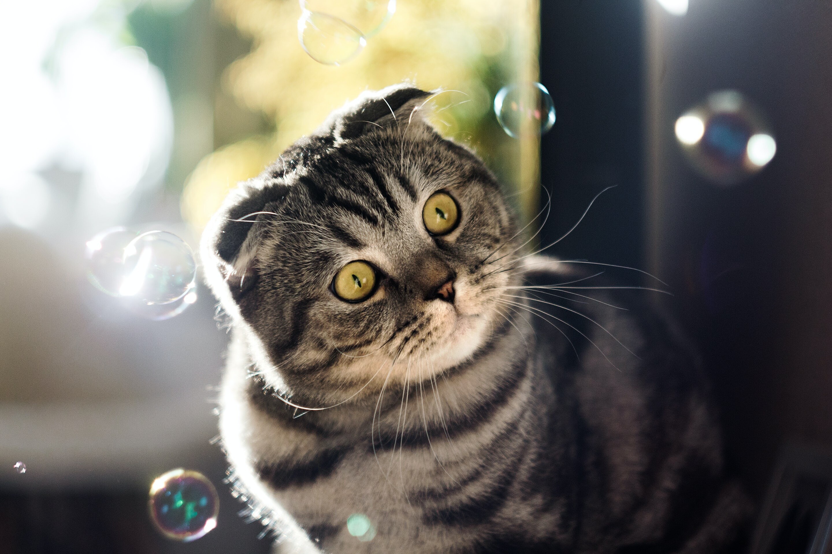 Scottish Fold, HD wallpaper, Mocah HD wallpapers, Cat picture, 2880x1920 HD Desktop