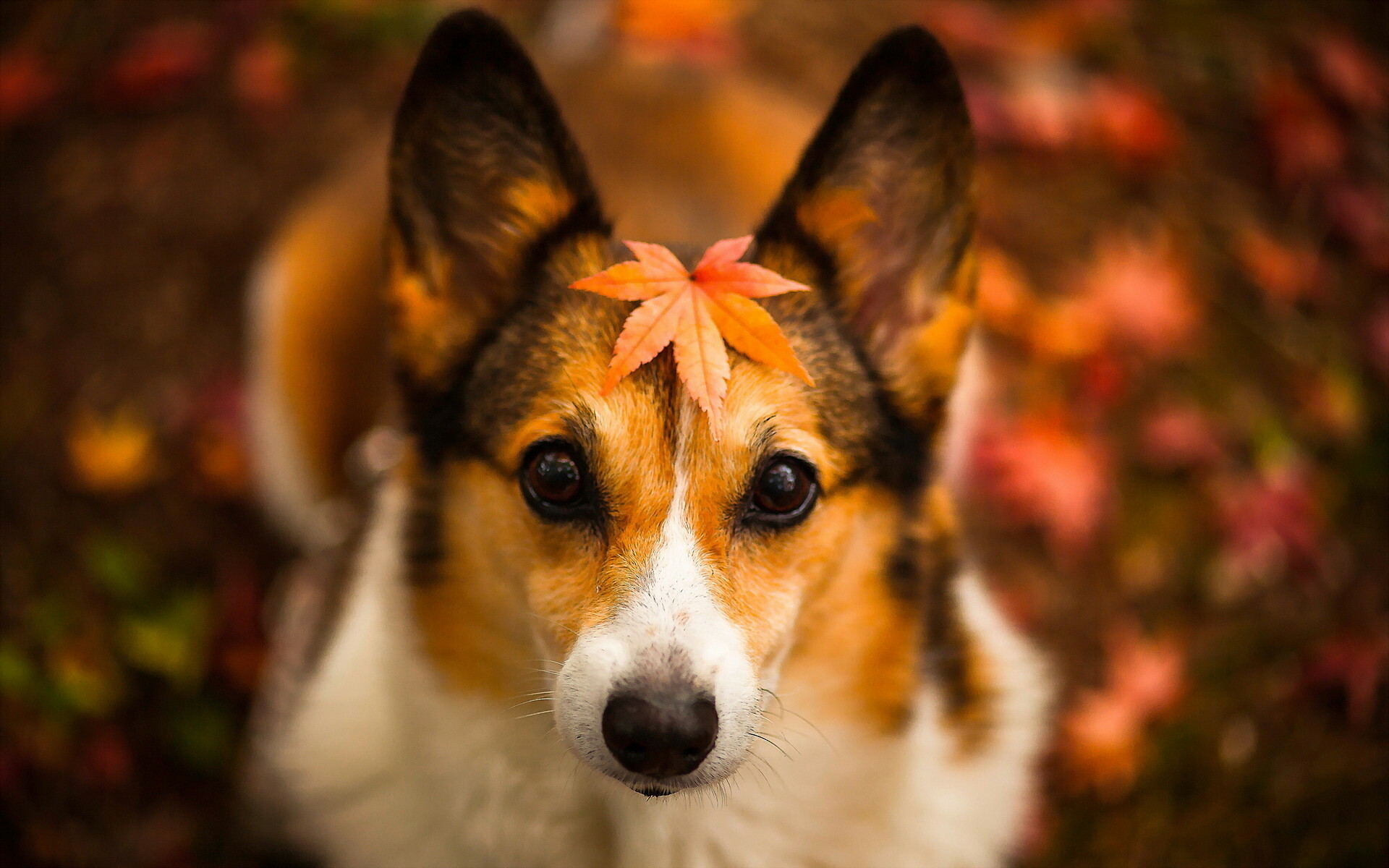 Welsh Corgi, Falling leaves background, Beautiful mixed breed dogs, 1920x1200 HD Desktop