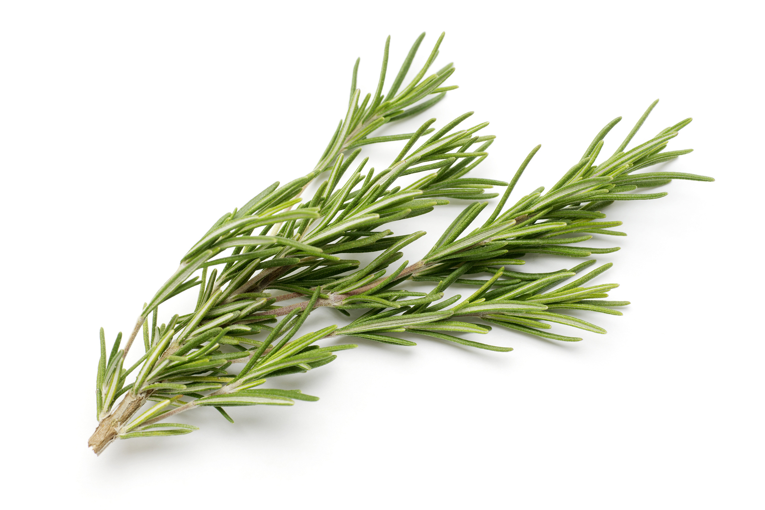 Freshpoint herbs, Rosemary, Herb, 2500x1670 HD Desktop