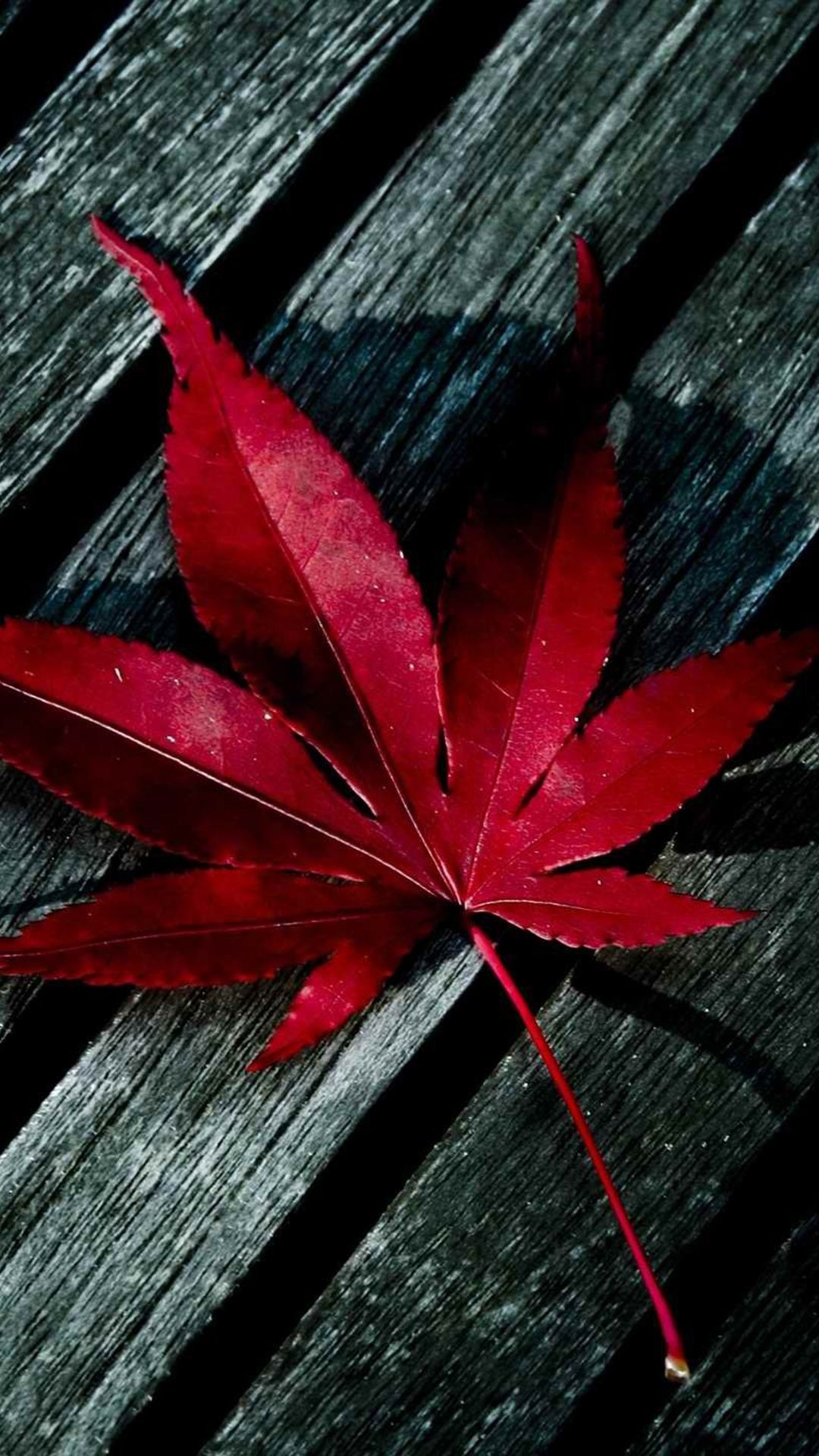 red Japanese maple leaf, weathered wood planks, fallen autumn foliage, Full HD Phone wallpaper