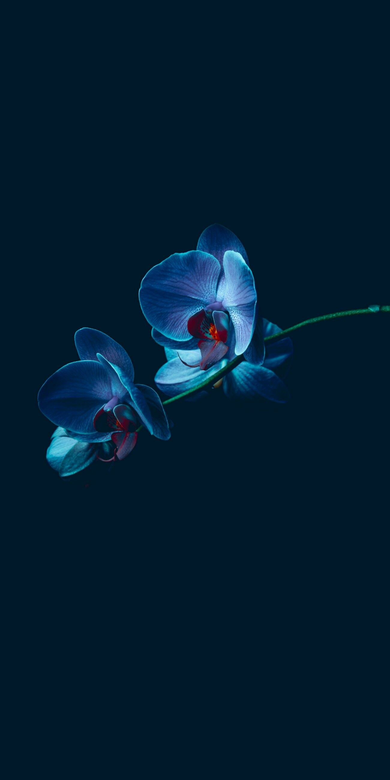 Blue orchid enchantment, Floral wonder, Captivating wallpaper, Exquisite flowers, 1300x2600 HD Phone