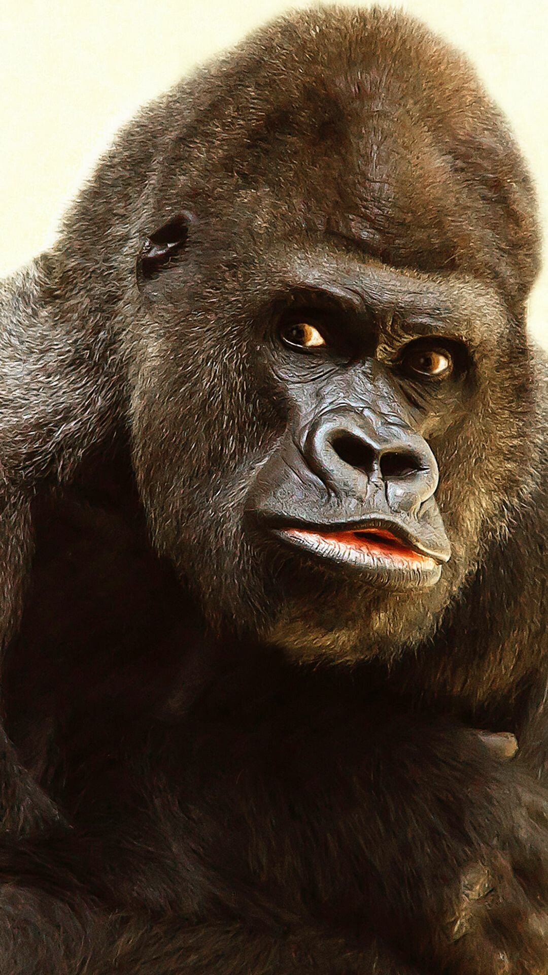 Gorilla strength, Proud silverback, Jungle guardians, Primal power, 1080x1920 Full HD Phone