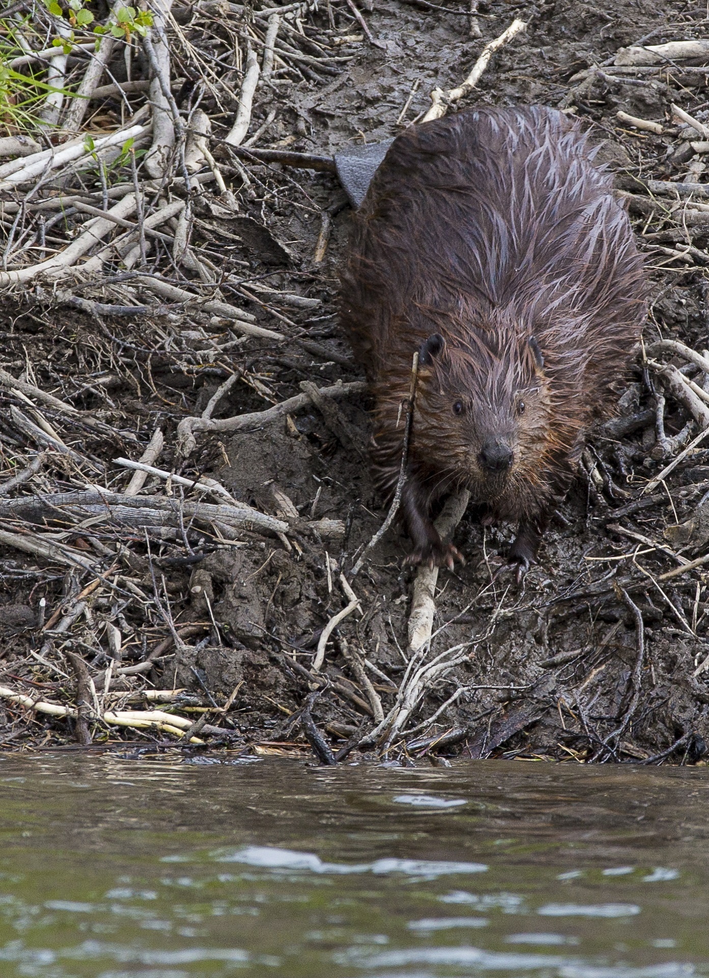 Wild beaver, Animal in jungle, Free download, Jooinn, 1400x1920 HD Phone