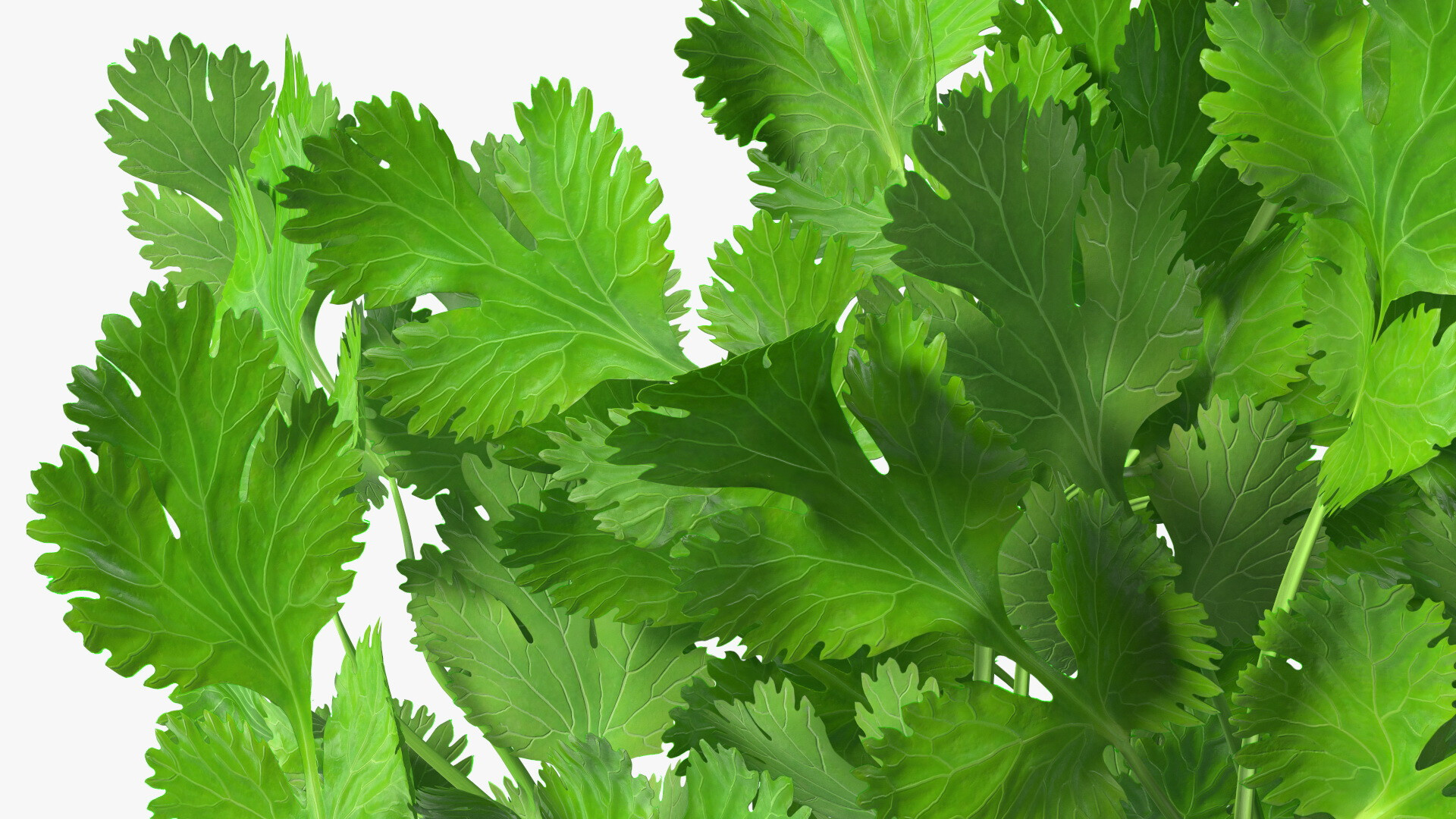 Cilantro 3D model, Digital art, Unique representation, ArtStation creation, 1920x1080 Full HD Desktop