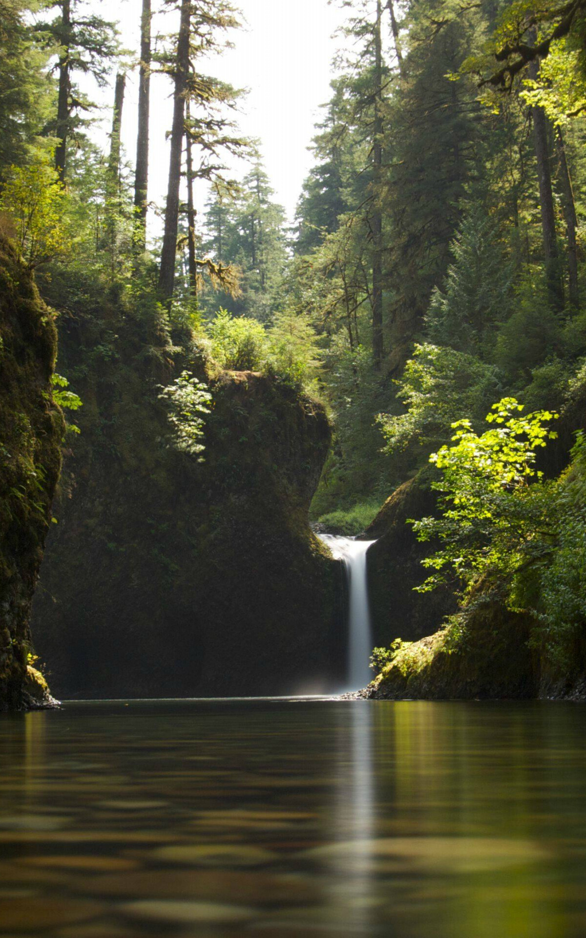 Rainforest wallpaper bliss, Dual monitor exclusive, Nature's grandeur, Reddit's best, 1200x1920 HD Phone