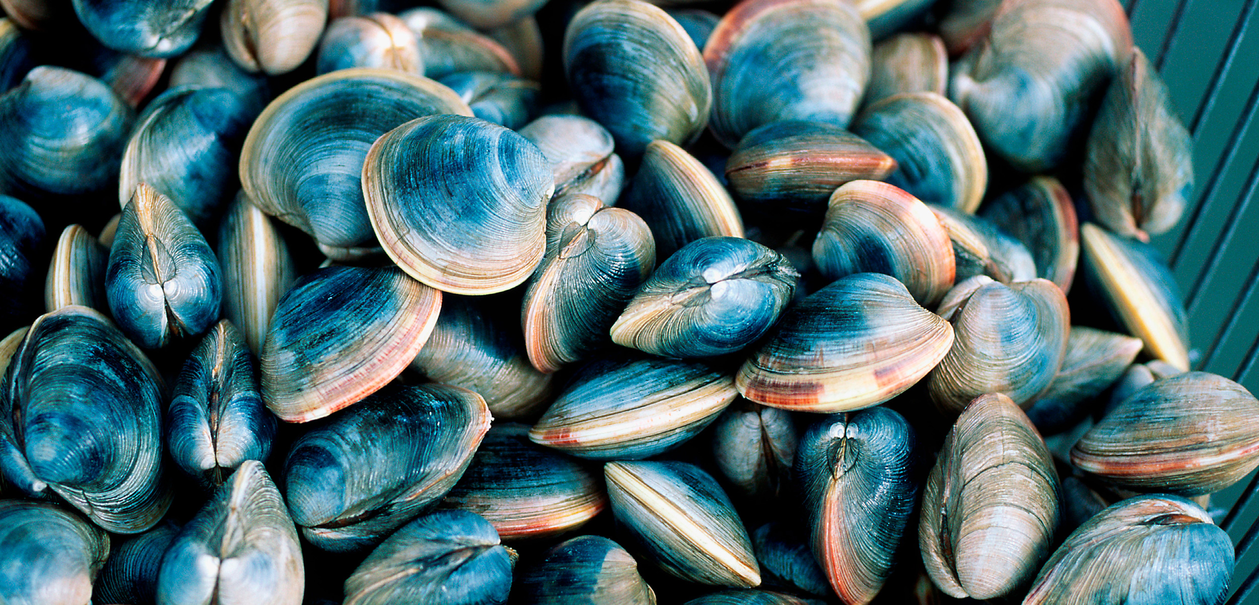 Farmed shellfish, Climate change impact, Vulnerable ecosystem, Ocean's treasures, 2500x1210 Dual Screen Desktop